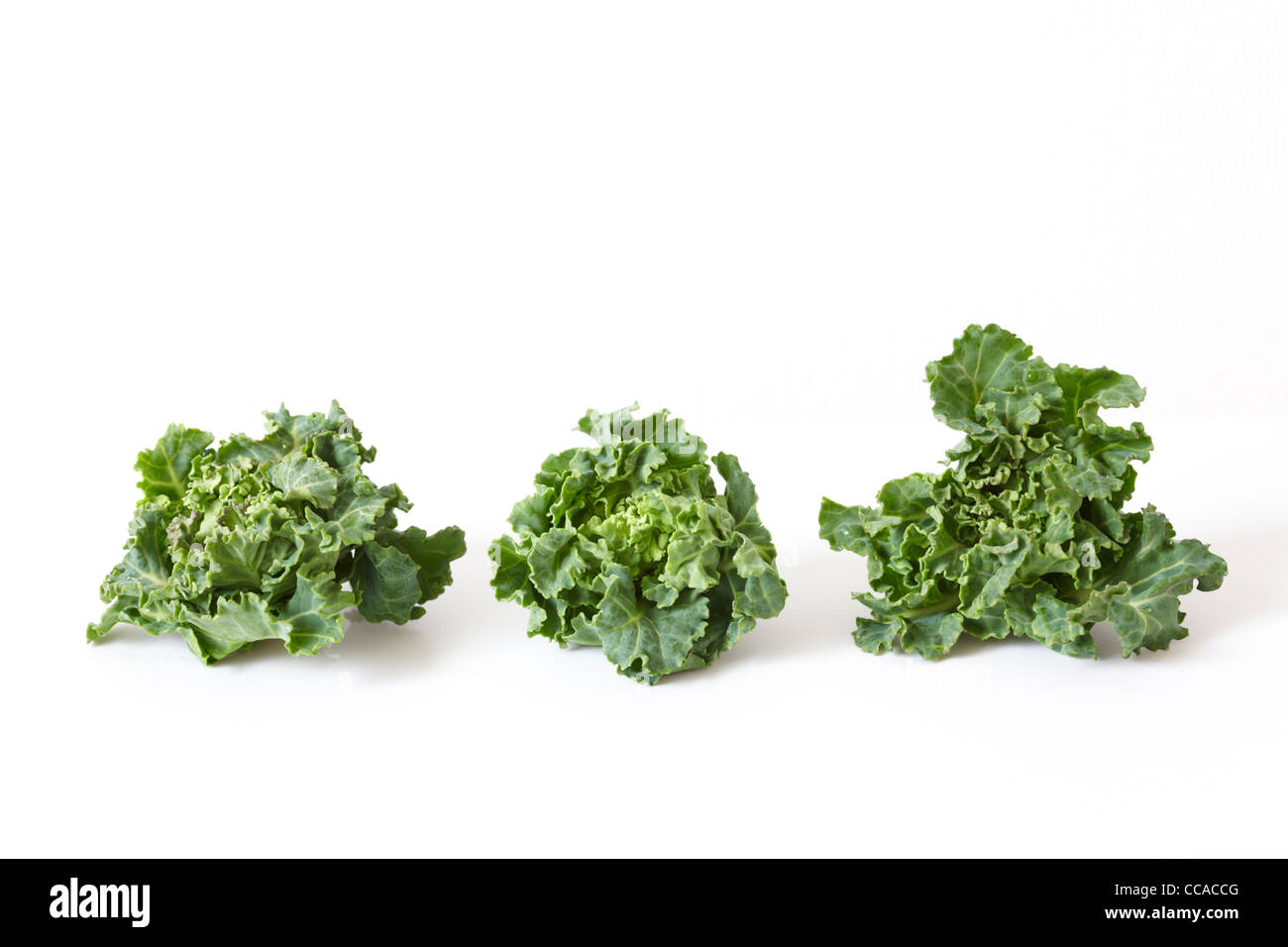 Puchiveru Anlage Stockfoto