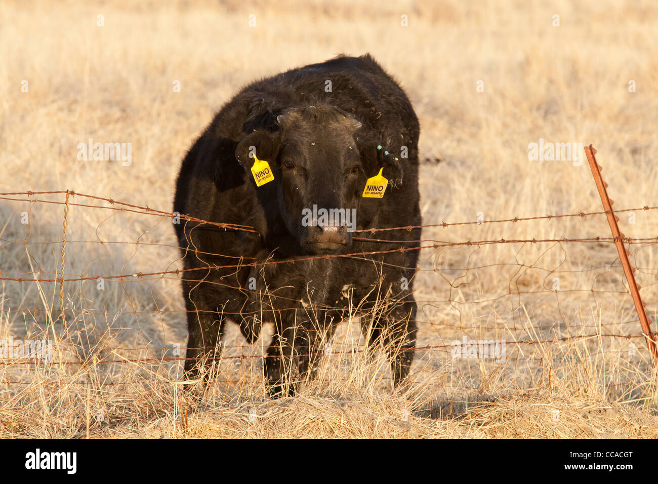 Black Angus (Aberdeen Angus) Vieh hinter Stacheldraht Stockfoto
