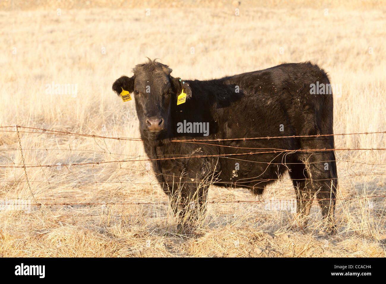 Black Angus (Aberdeen Angus) Vieh hinter Stacheldraht Stockfoto