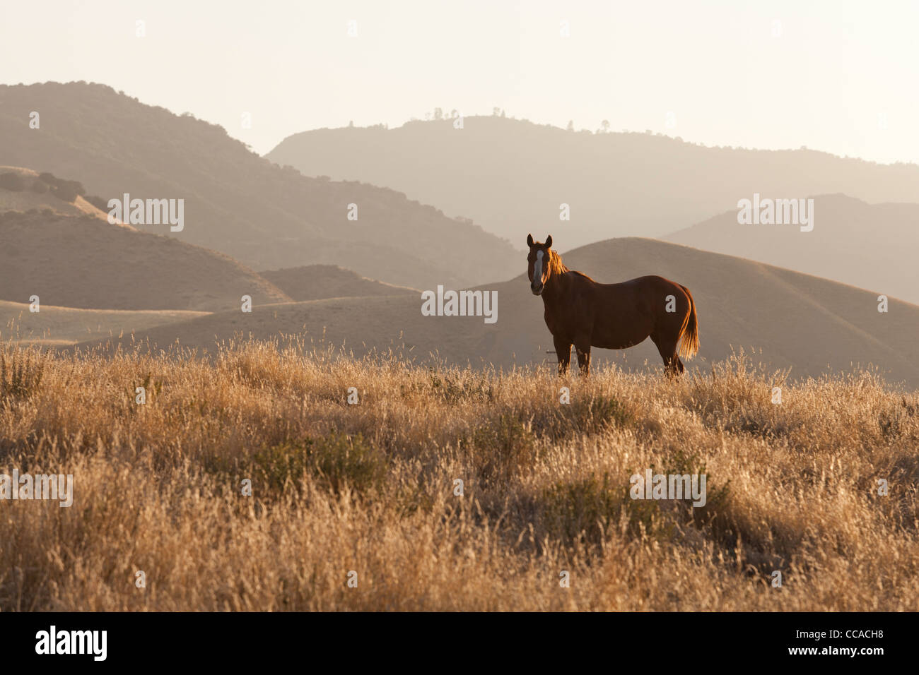 Wildes Pferd stehend auf Hügel Stockfoto