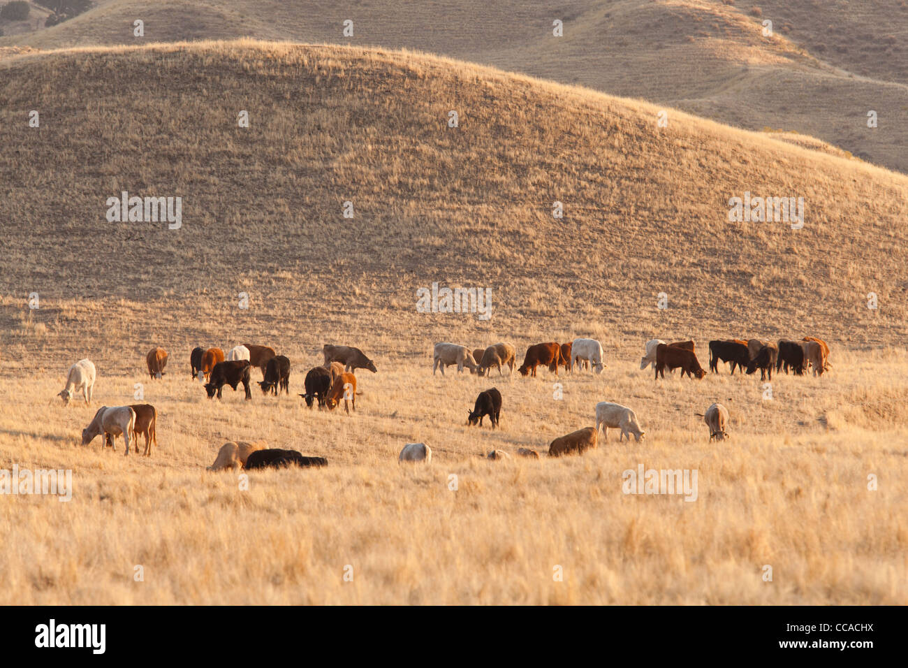 Freilandhaltung Rinderfütterung auf Trockenrasen - Kalifornien USA Stockfoto