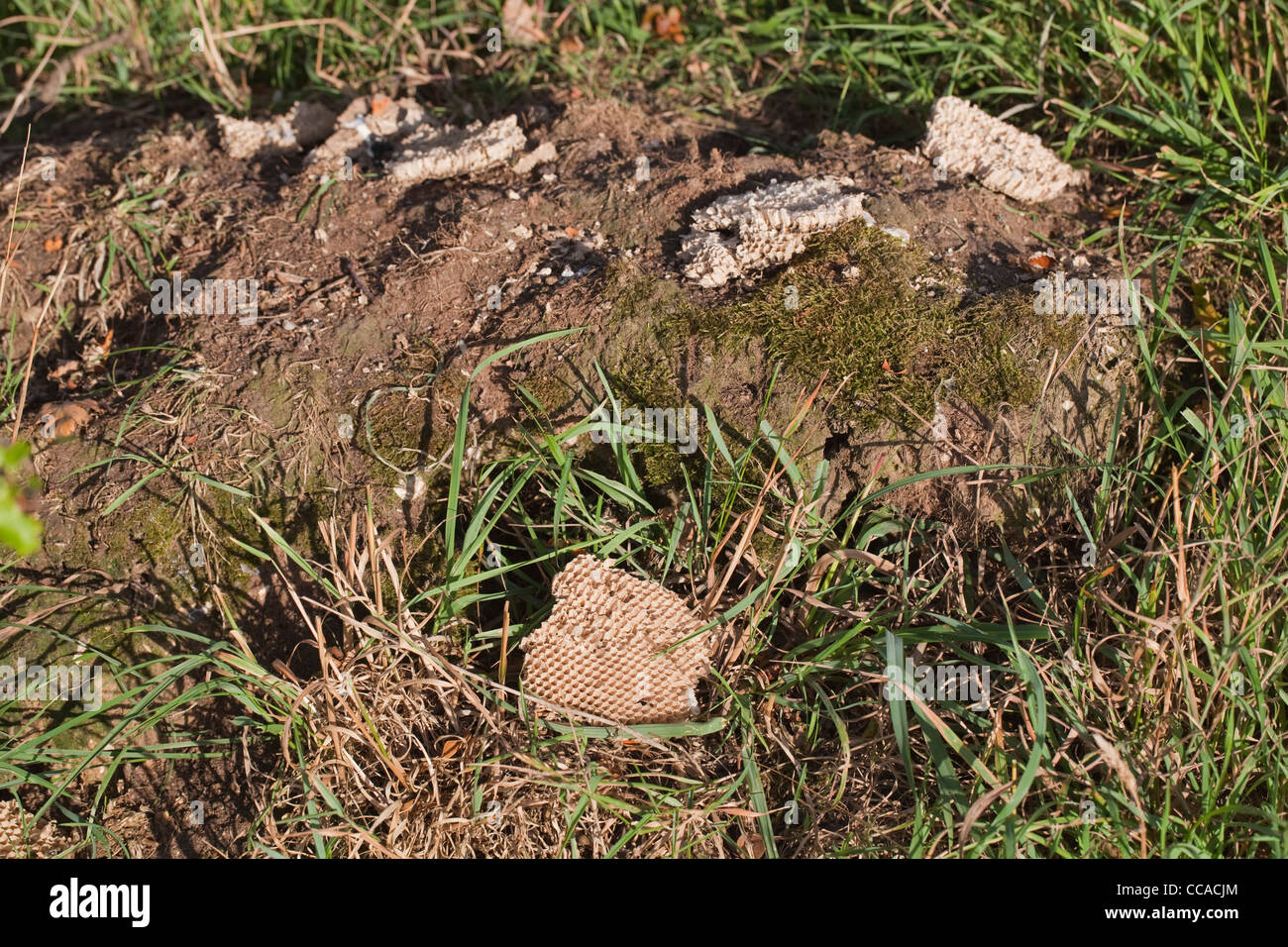 Honig-Bussard (Pernis Apivorus), genommen Kamm aus einem Wespen (Vespula sp.) Nest unter der Erde. Stockfoto