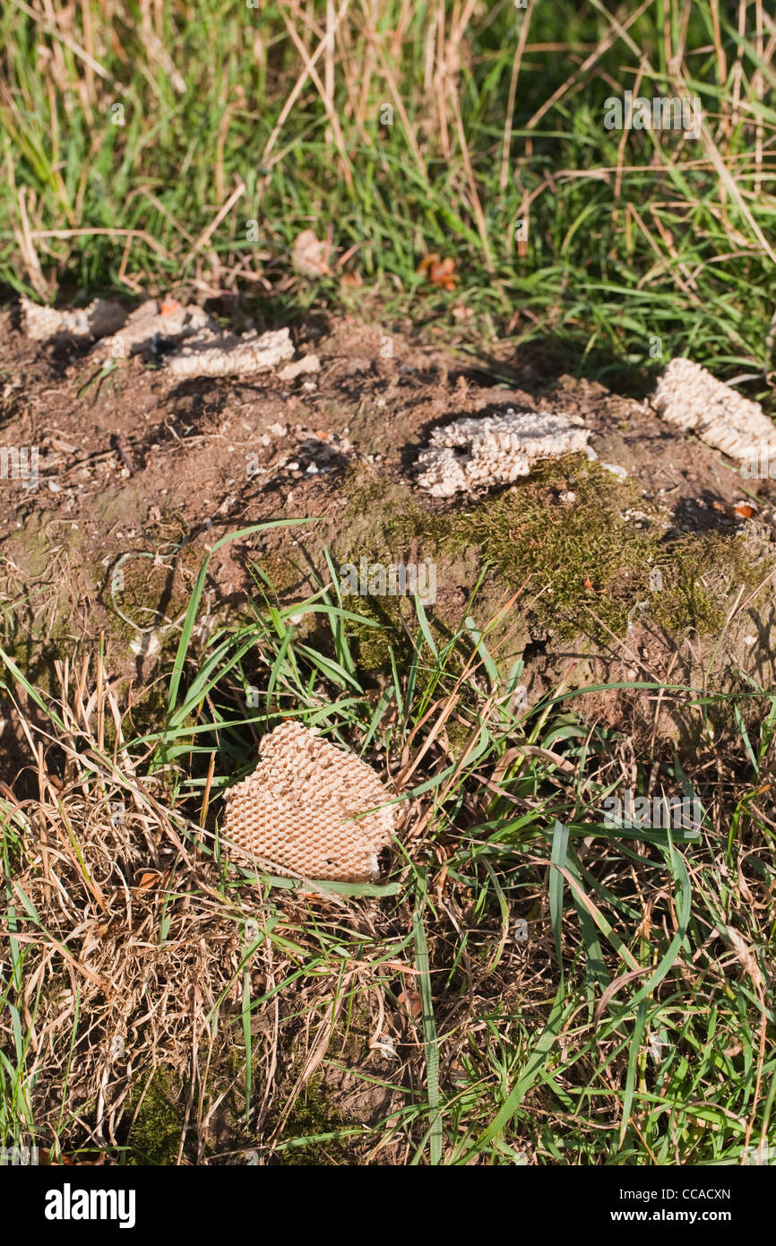 Honig-Bussard (Pernis Apivorus), genommen Kamm aus einem Wespen (Vespula sp.) Nest unter der Erde. Stockfoto