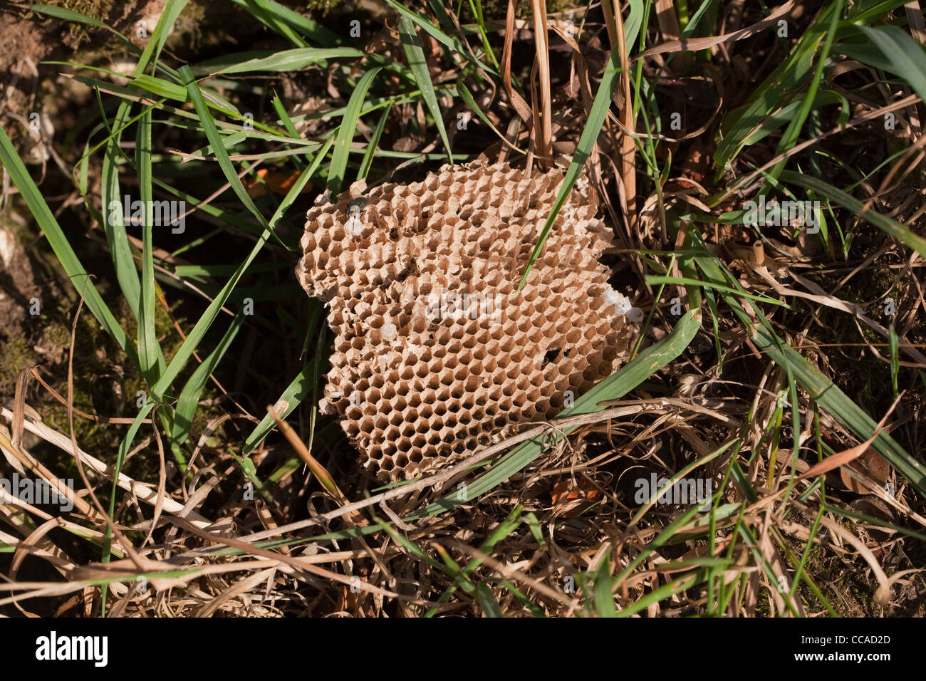Honig-Bussard (Pernis Apivorus), genommen Kamm aus einem Wespen (Vespula SP.) Nest unter der Erde. Stockfoto