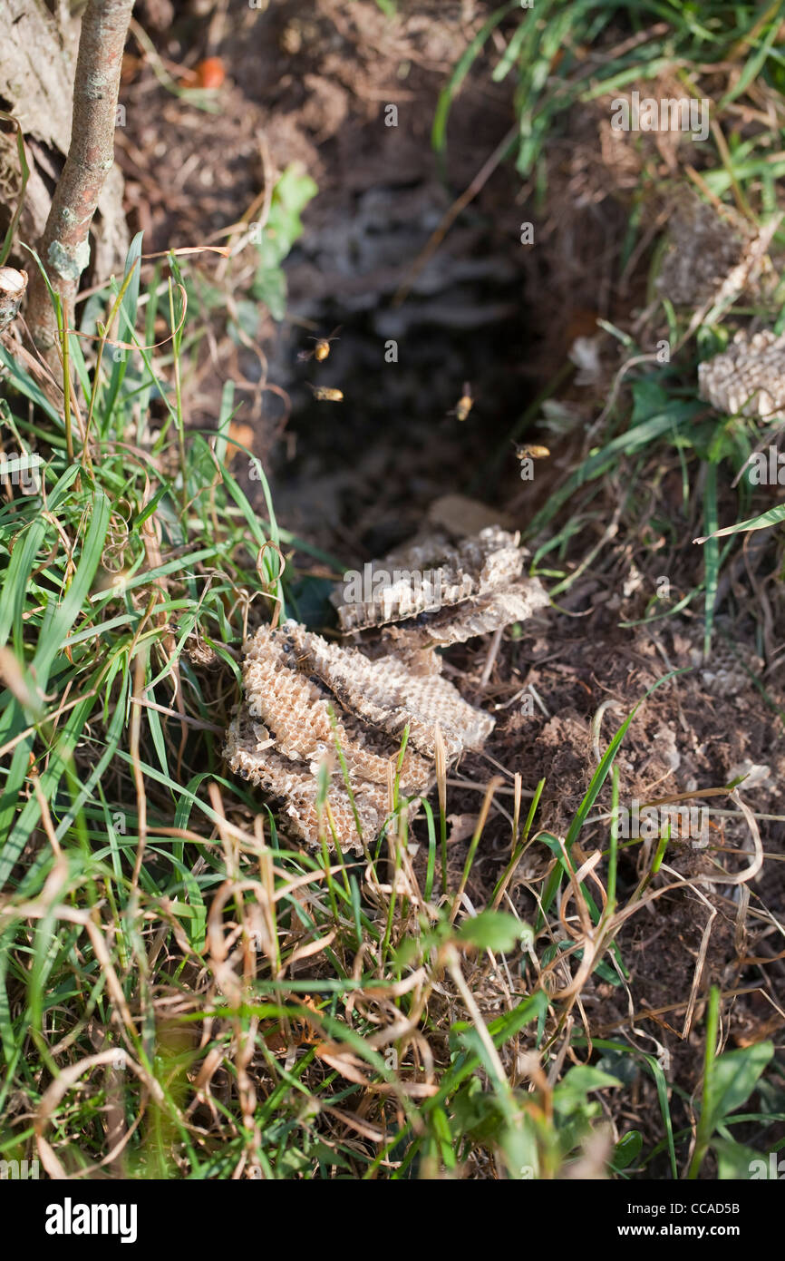 Wespenbussard (Pernis Apivorus), Kamm aus einem Wespen (Vespula SP.) Nest unter der Erde herausgenommen. Norfolk. Stockfoto