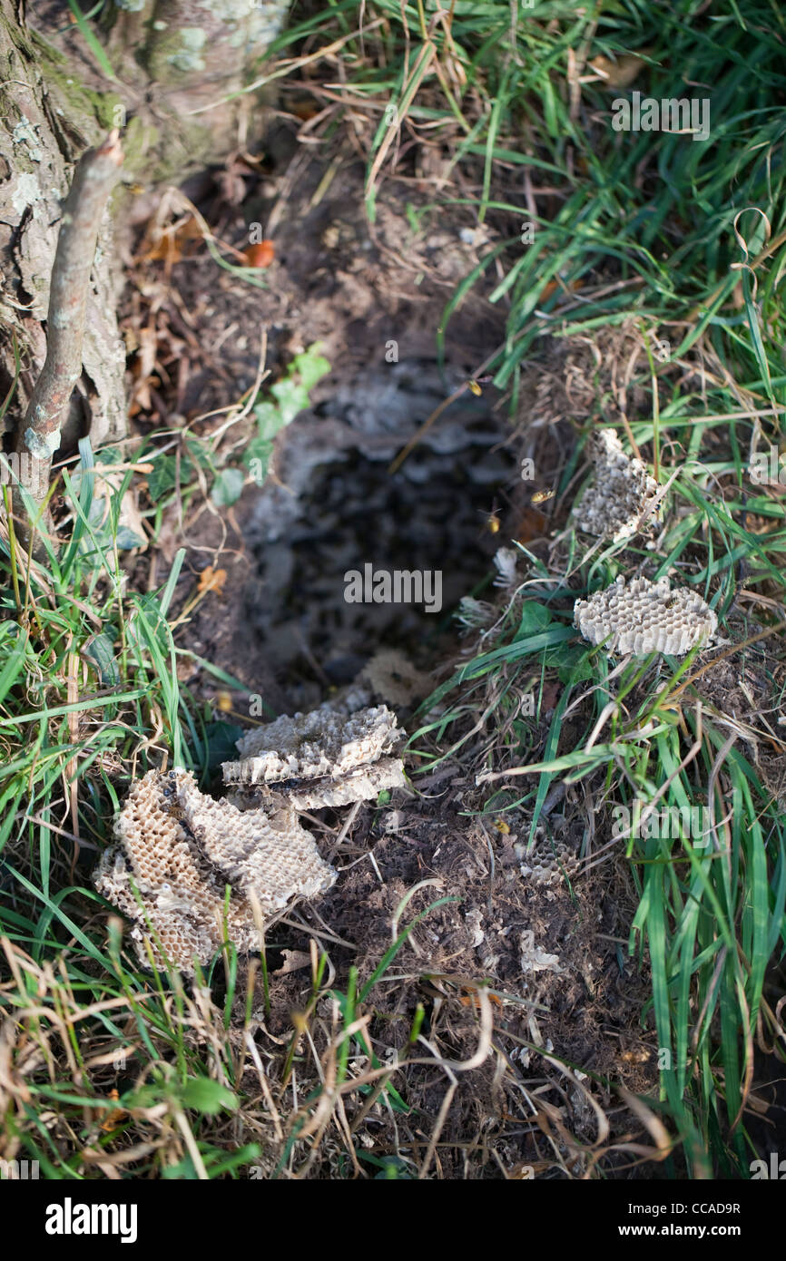 Honig-Bussard (Pernis Apivorus), genommen Kamm aus einem Wespen (Vespula SP.) Nest unter der Erde. Norfolk. Stockfoto