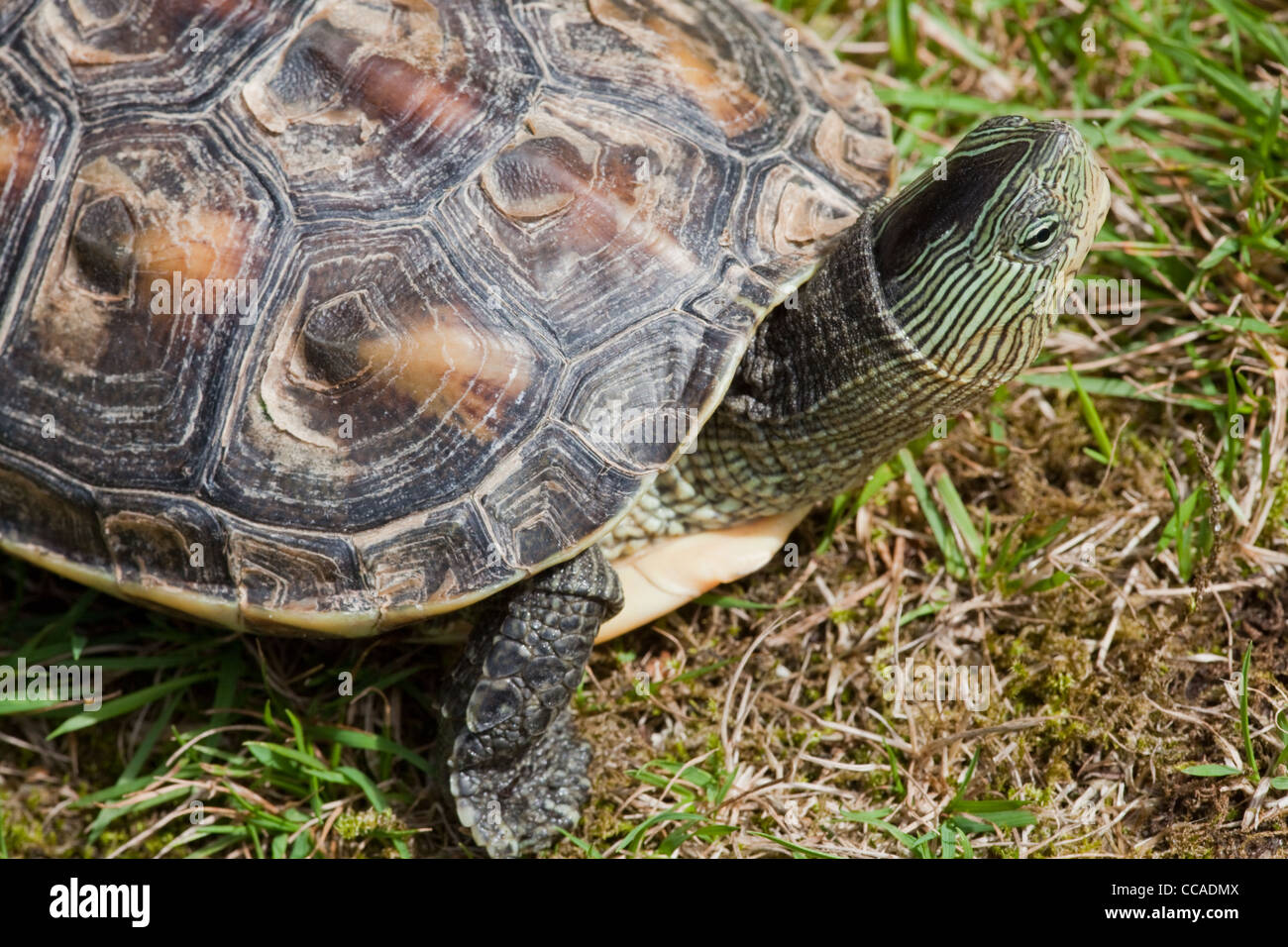 Chinesische Streifen-necked Turtle (Ocadia Sinensis). Eine von vielen asiatischen Arten, die für die menschliche Nahrungsaufnahme "geerntet". Stockfoto