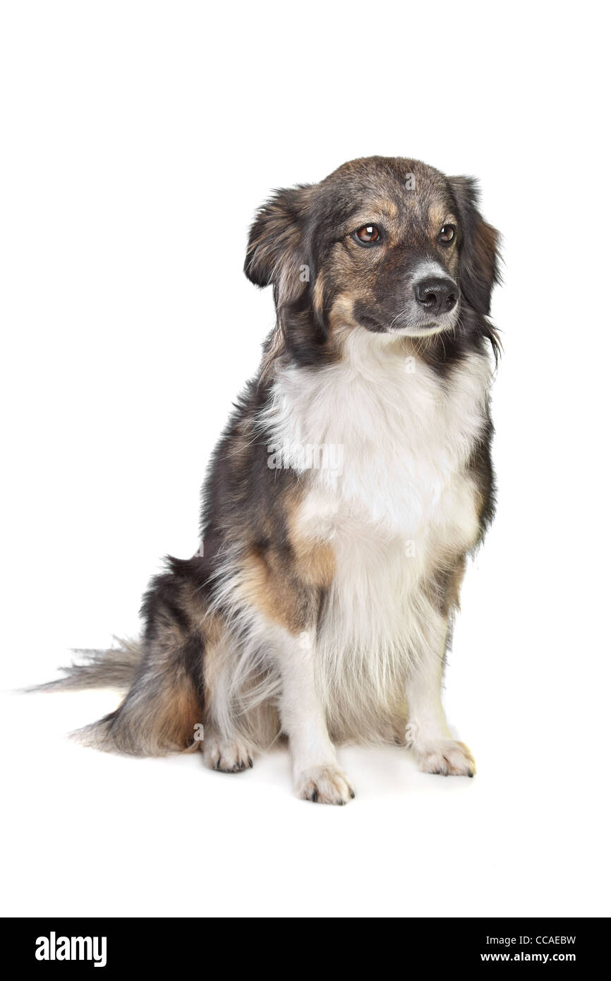 Mischling dreifarbige Hund vor einem weißen Hintergrund Stockfoto