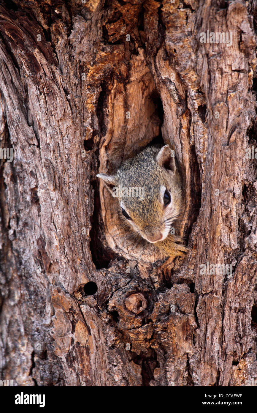 Baum-Eichhörnchen mit Blick vom Loch im Baum bole Stockfoto