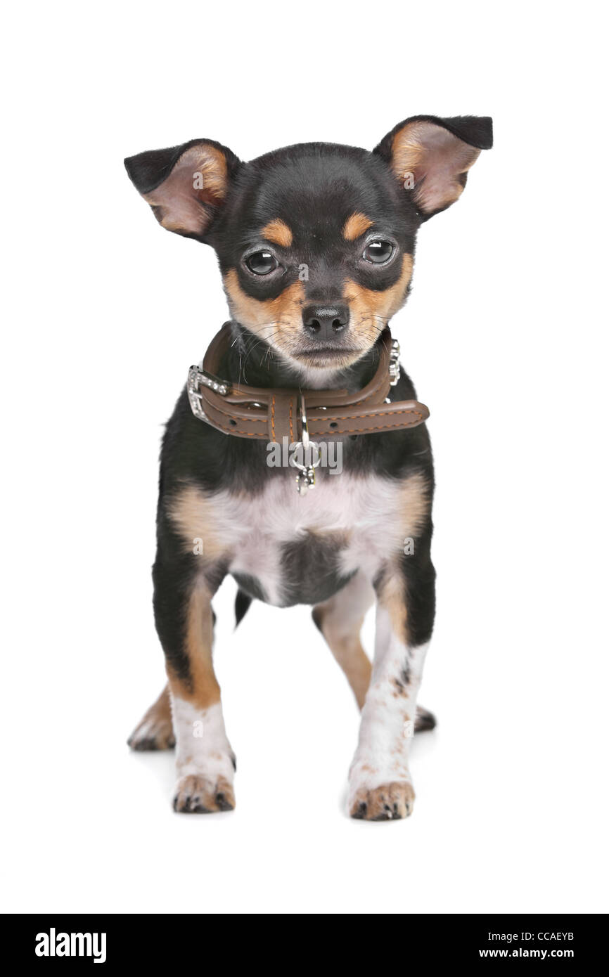 Black And Tan Chihuahua vor einem weißen Hintergrund Stockfoto