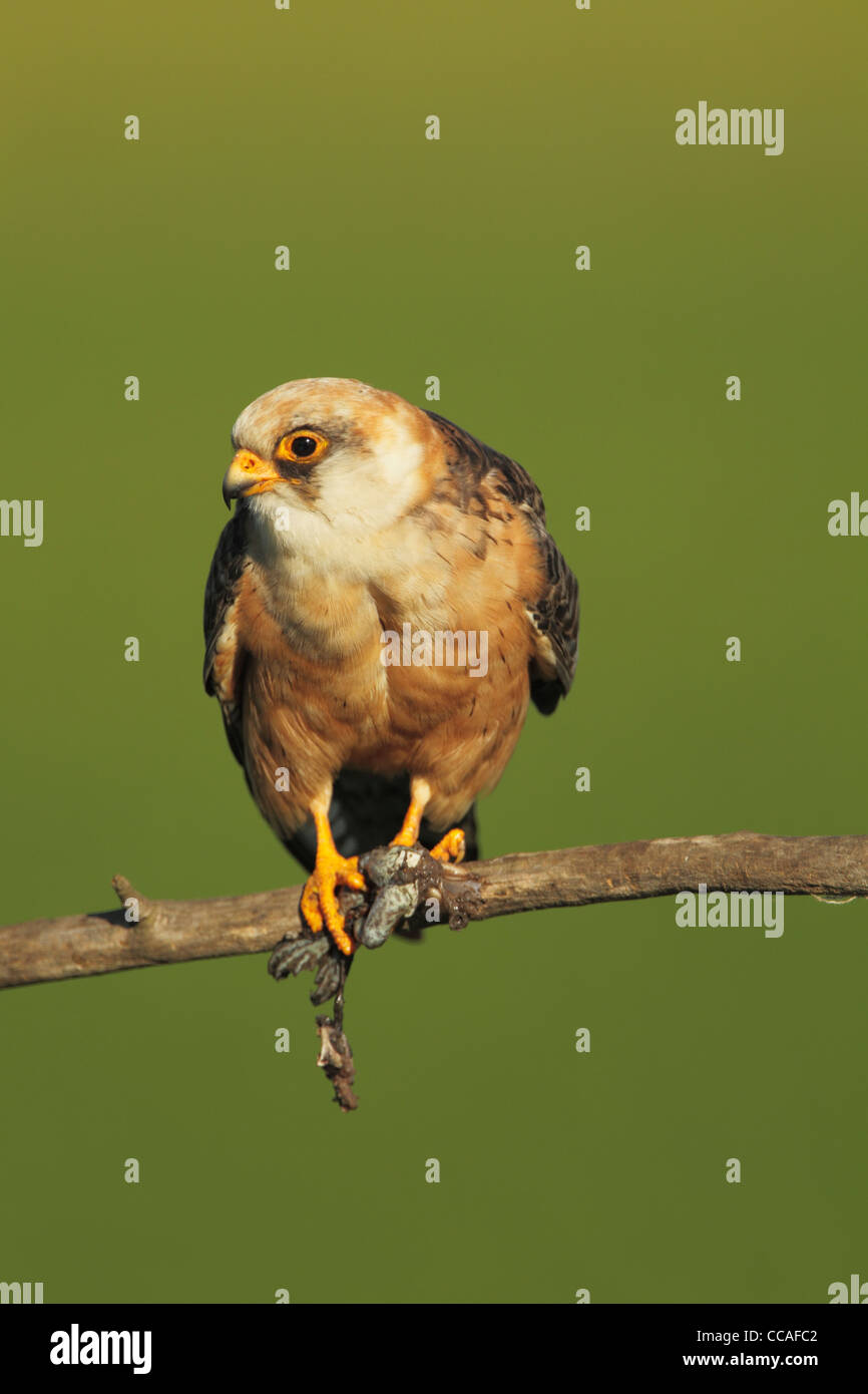 Weibliche Red-footed Falcon (Falco Vesperuinus) thront auf einem Ast Stockfoto