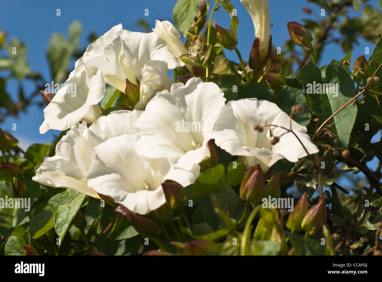 Pflanze, Wiesenblumen, Hedge Bind Unkraut, weiße Blumen Stockfoto