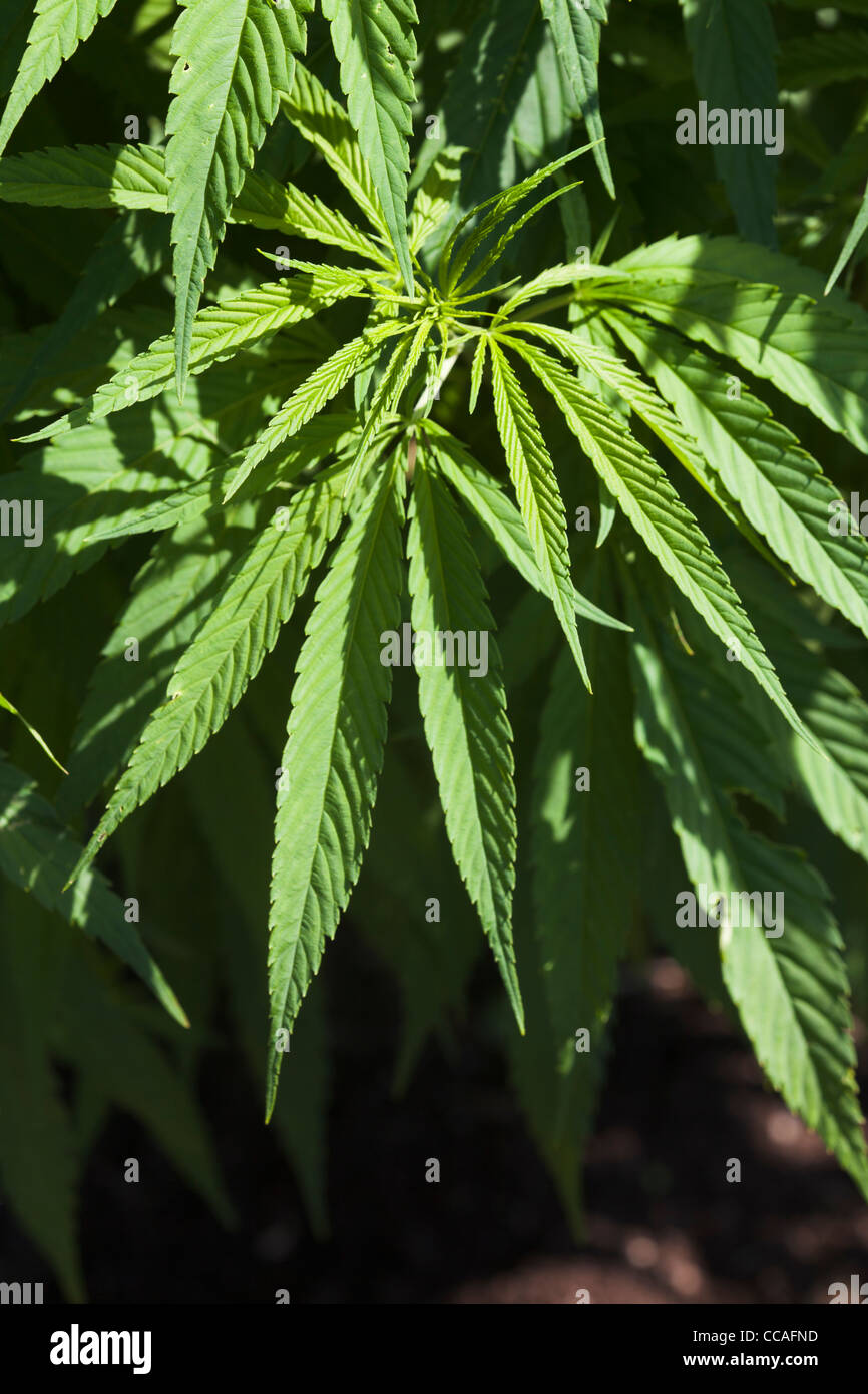 Hanf (Cannabis Sativa) auf EU-Kumpula Botanical Garden, Helsinki, Finnland, Stockfoto