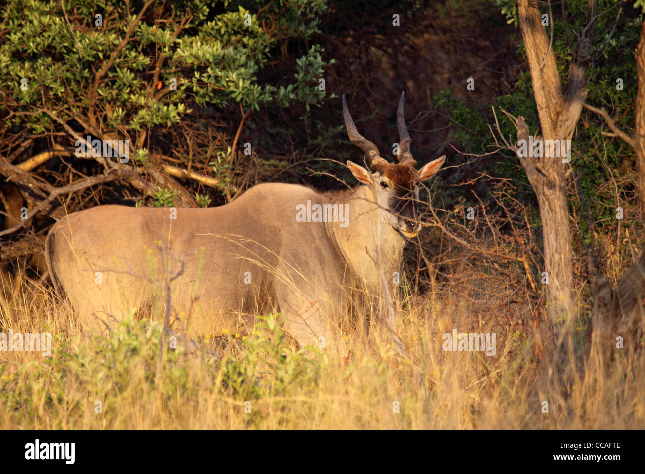 Gemeinsame Eland Bull in Waldlichtung Stockfoto