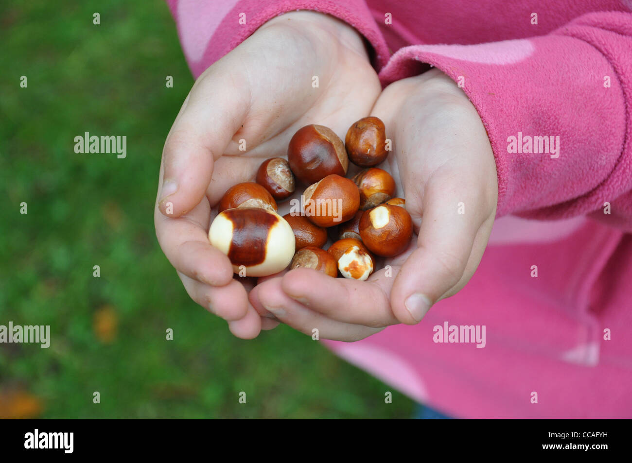 Kind hält Rosskastanie Samen (Conkers) Stockfoto