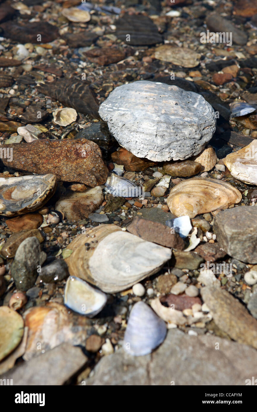 Verschiedene Shells wie Austernschalen in das klare Wasser des Loch Sween in Schottland Stockfoto