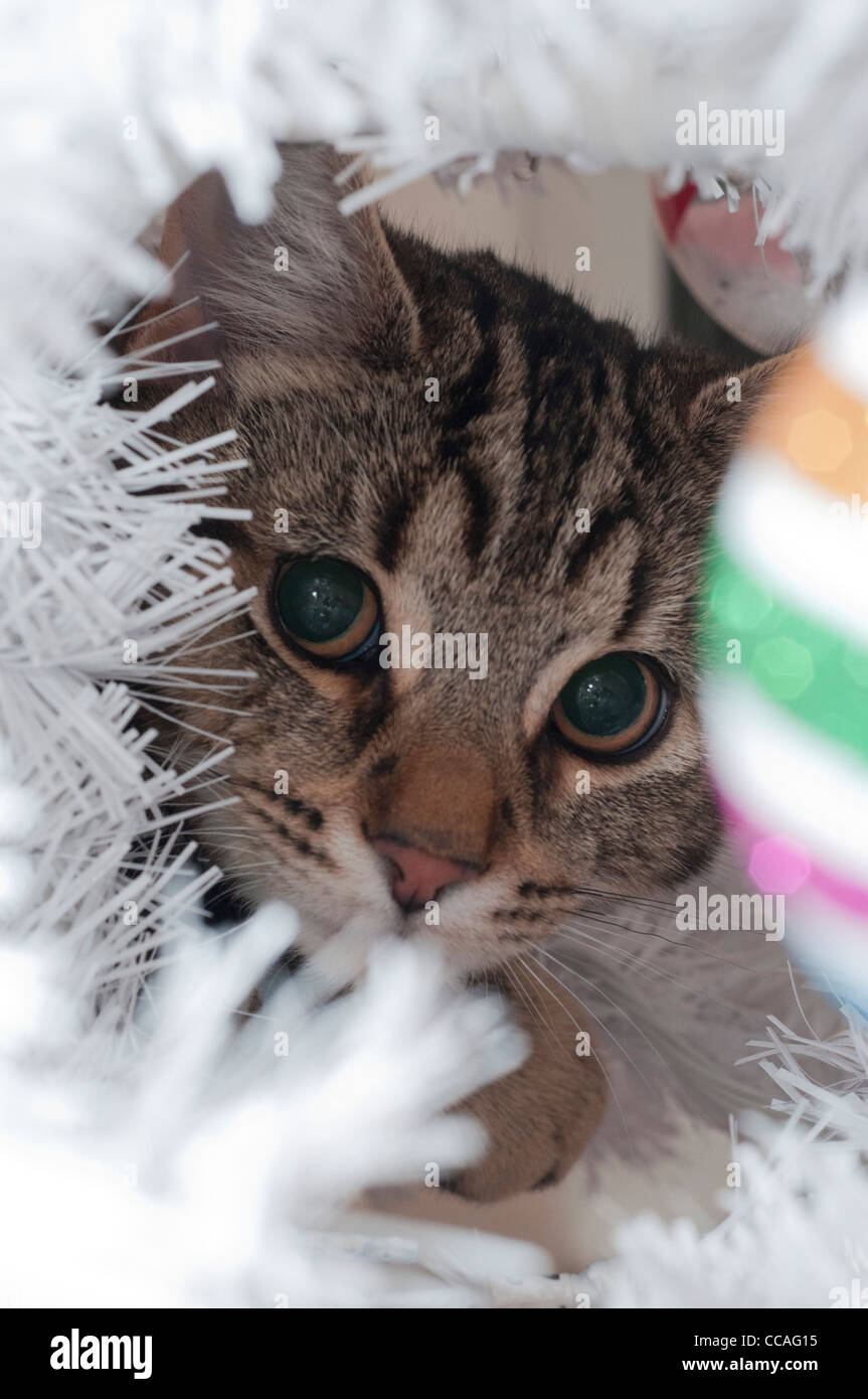 Tabby Katze Blick durch einen weißen Weihnachtsbaum auf einer Christbaumkugel. Stockfoto Tabby Katze Blick durch einen weißen Weihnachtsbaum auf einer Christbaumkugel. Stockfoto
