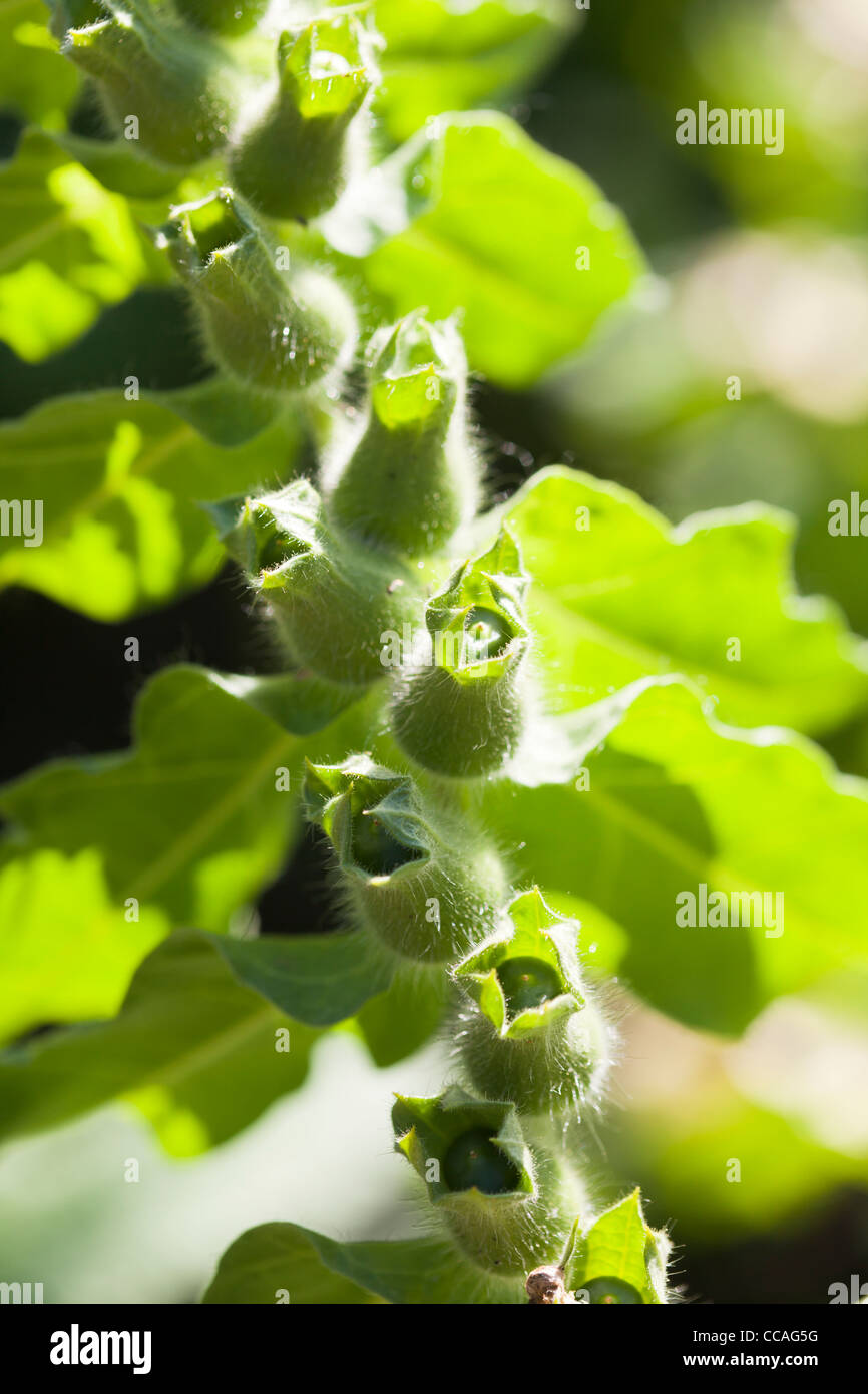 Schwarzes Bilsenkraut (Hyoscyamus Niger) auf EU-Kumpula Botanical Garden, Helsinki, Finnland, Stockfoto