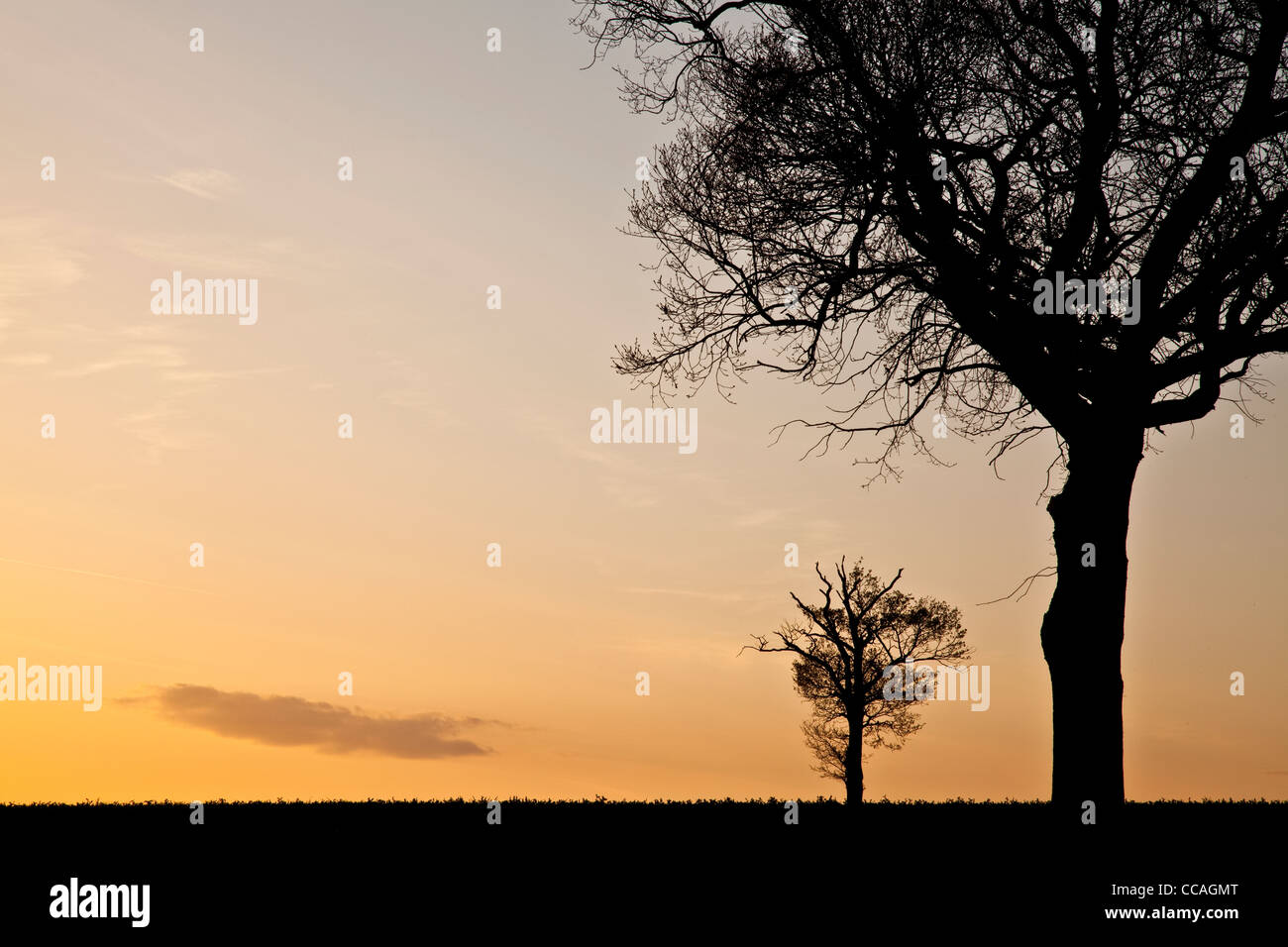 Sonnenuntergang Bäume Stockfoto