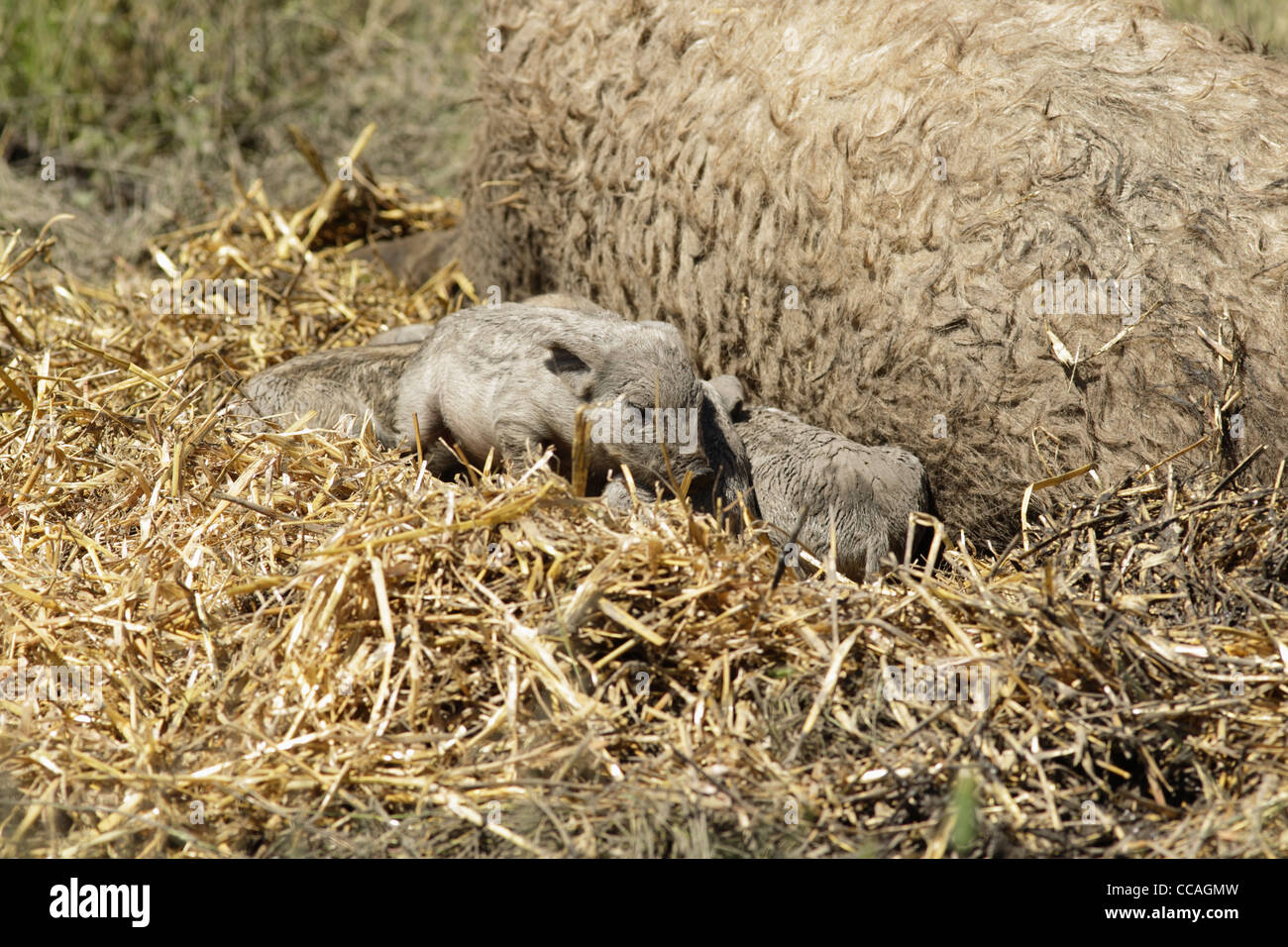 Langhaarige Mangalica-Schwein, Ferkel ruht neben Sau. Stockfoto