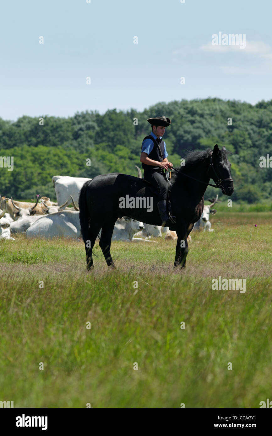 Ungarischen Hirten reitet sein Pferd unter eine Rinderherde grau. Stockfoto