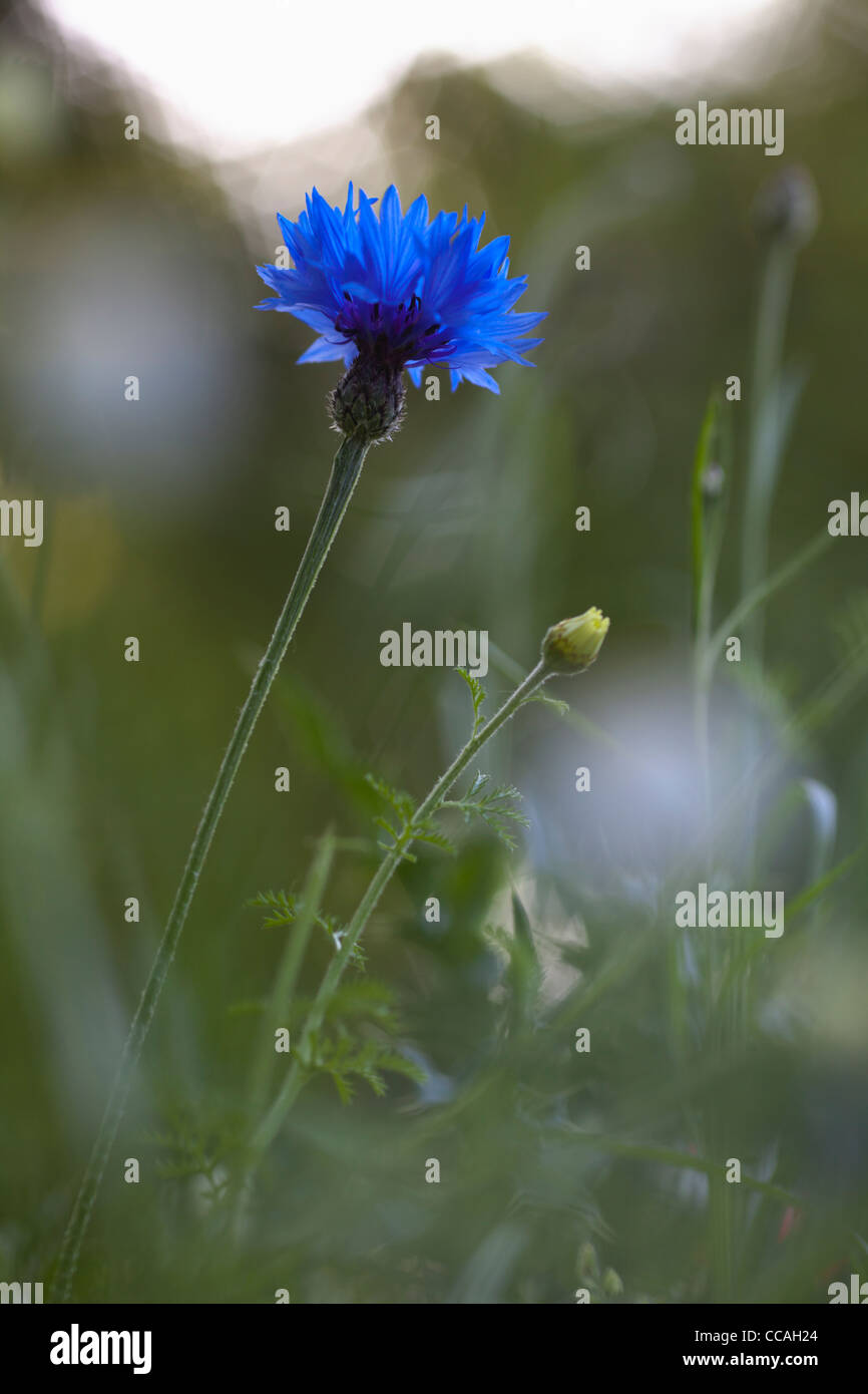 Kornblume (Centaurea Cyanus) Stockfoto