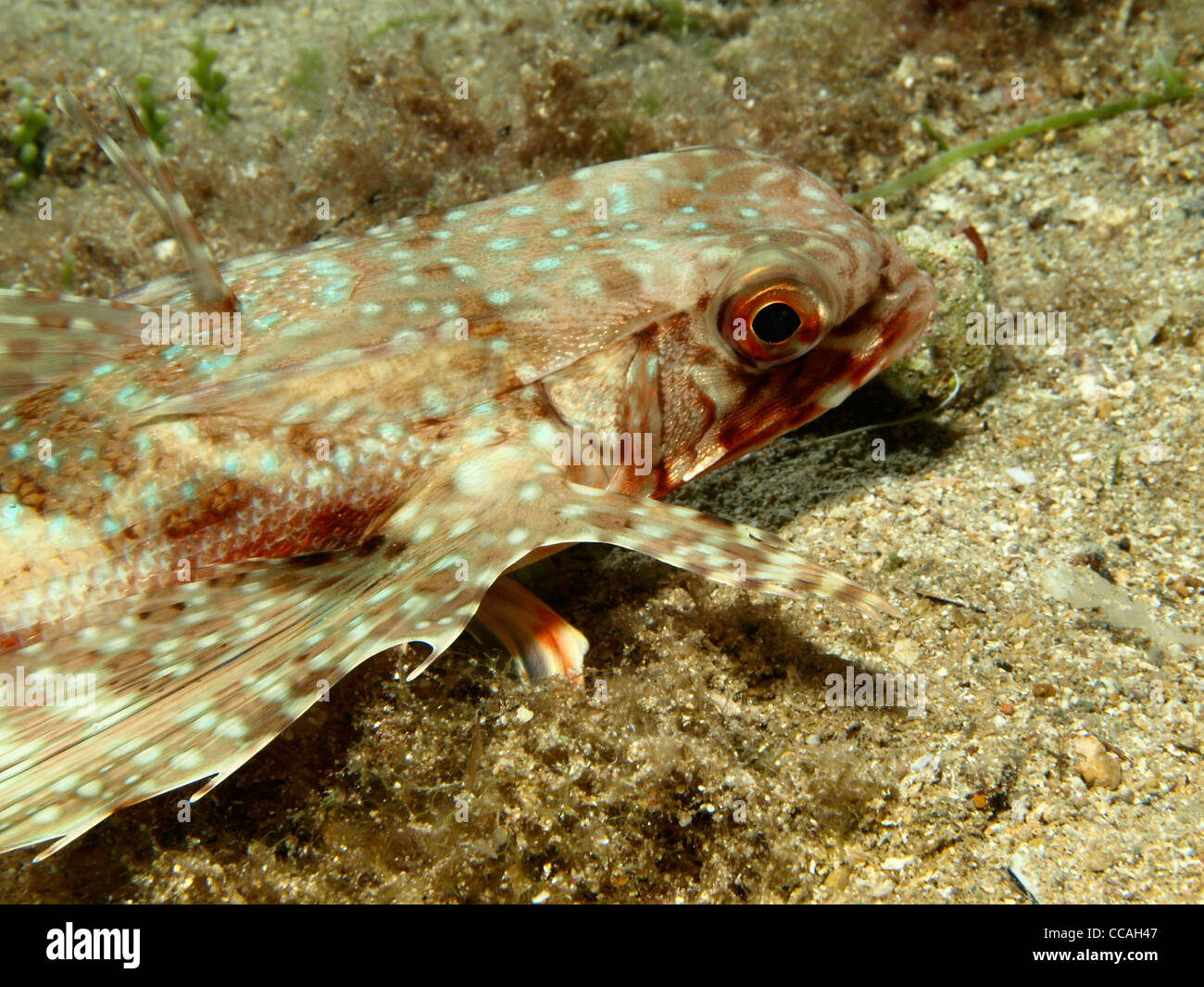 fliegen gurnard Stockfoto