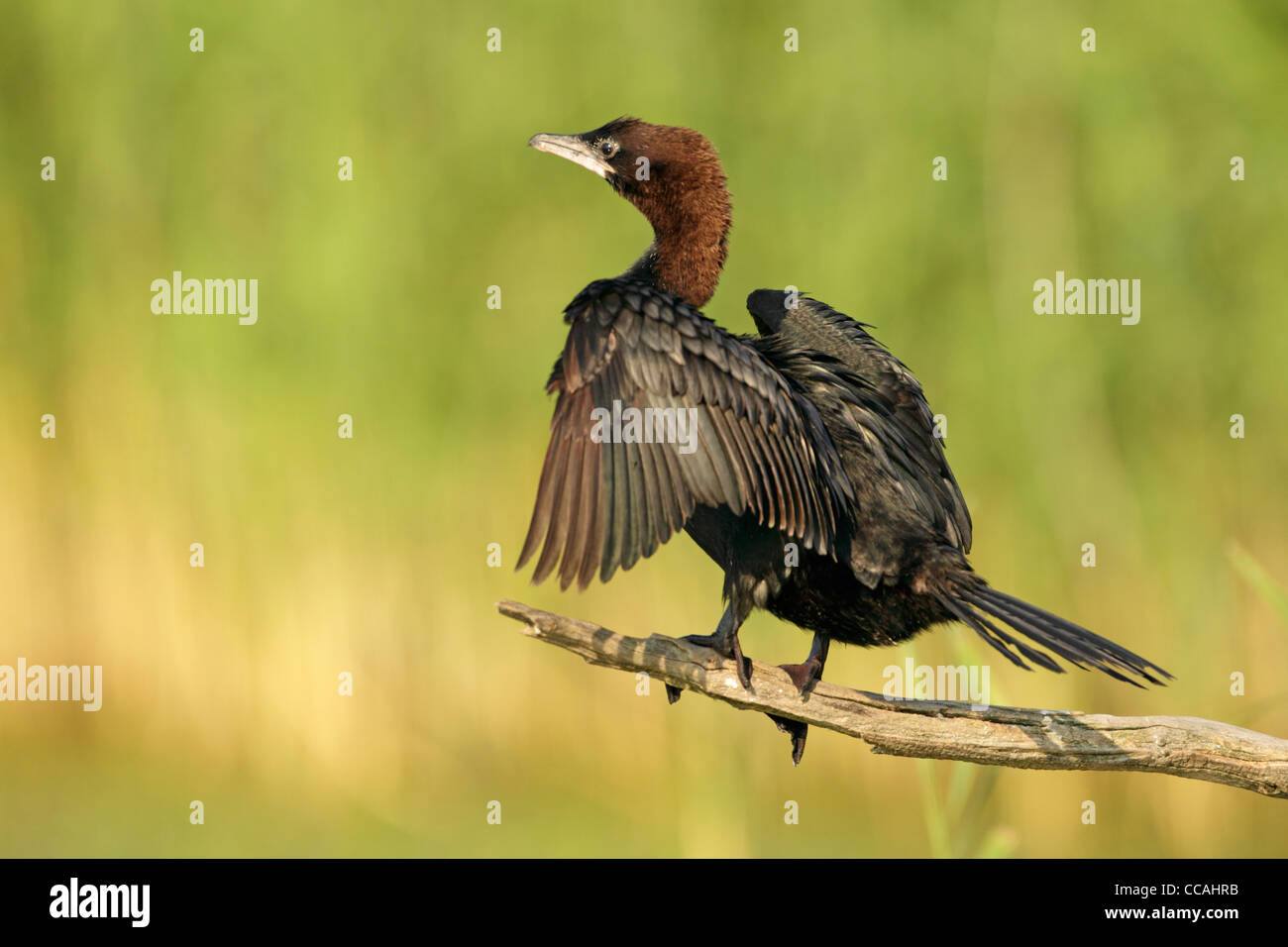 Pygmy Kormoran (Phalacrocorax Pygmeus) thront auf einem kleinen Baumstamm über Wasser mit Schilf hinter. Seitenansicht mit ausgestreckten Flügeln Stockfoto