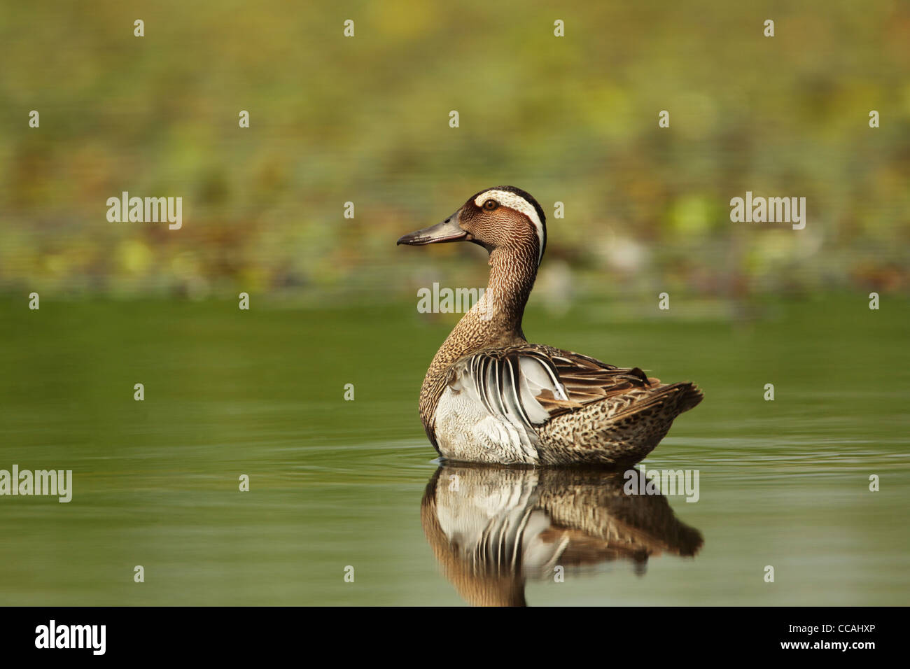 Garganey (Anas Querquedula) auf dem grünen Wasser schwimmen Stockfoto