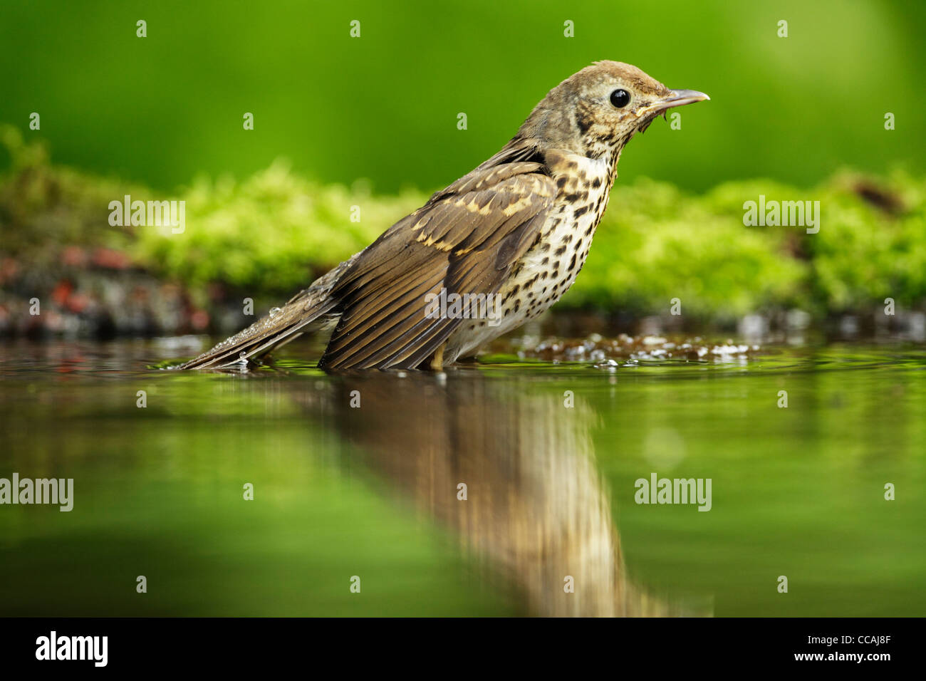 Singdrossel (Turdus Philomelos) im Wasser am Rande eines bewaldeten Teich steht Stockfoto