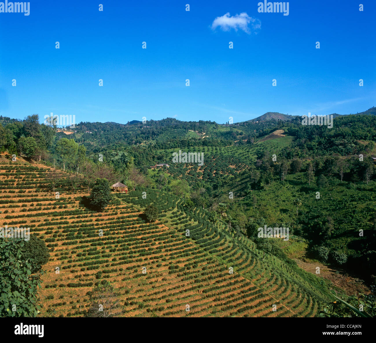 Terrassierte Reisfelder Nordthailand Stockfoto