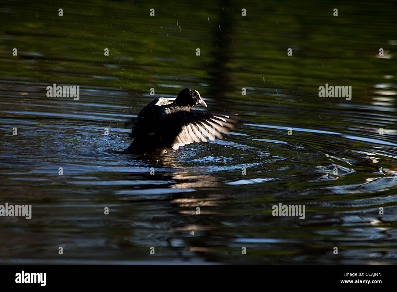 eine Ente auf dem Wasser Stockfoto