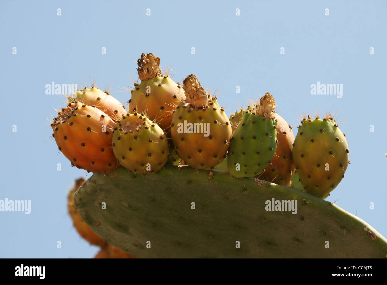 Reife Kaktusfeige Obst auf Kaktus Blatt in Malta Stockfotografie - Alamy