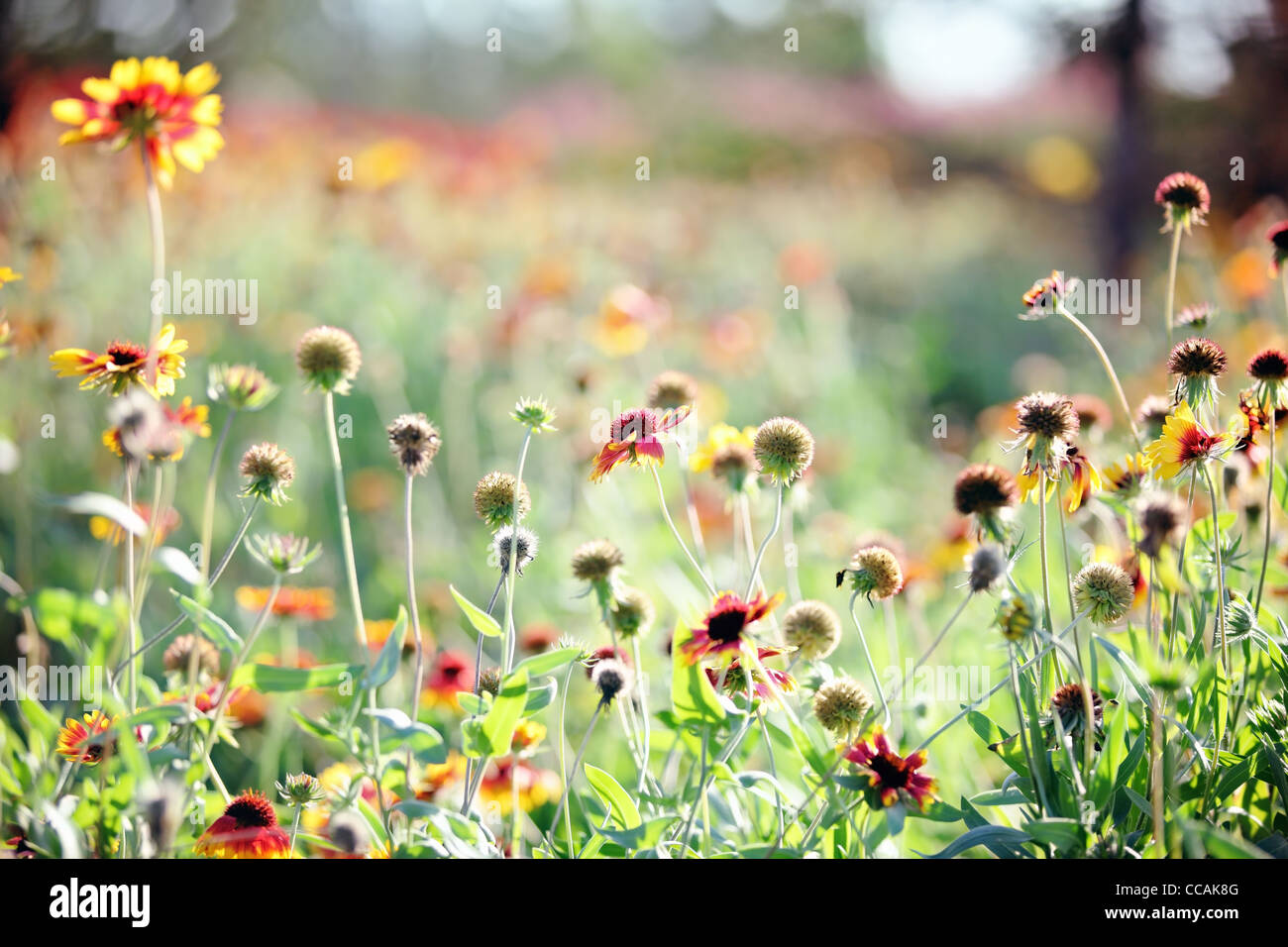 Nahaufnahme von Wildblumen, flachen Dof. Stockfoto