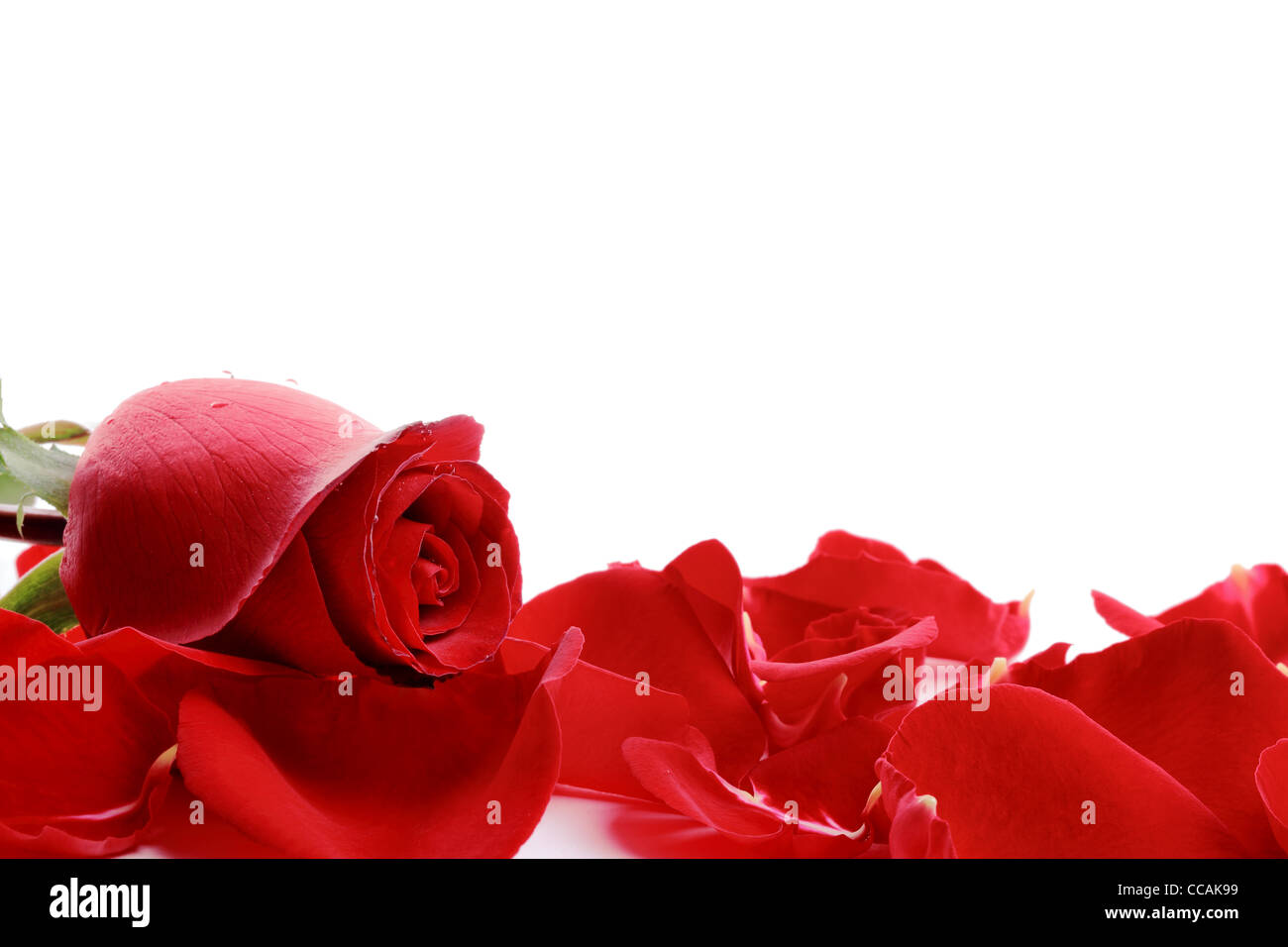 rote Rosenblüten, isoliert auf weiss Stockfoto
