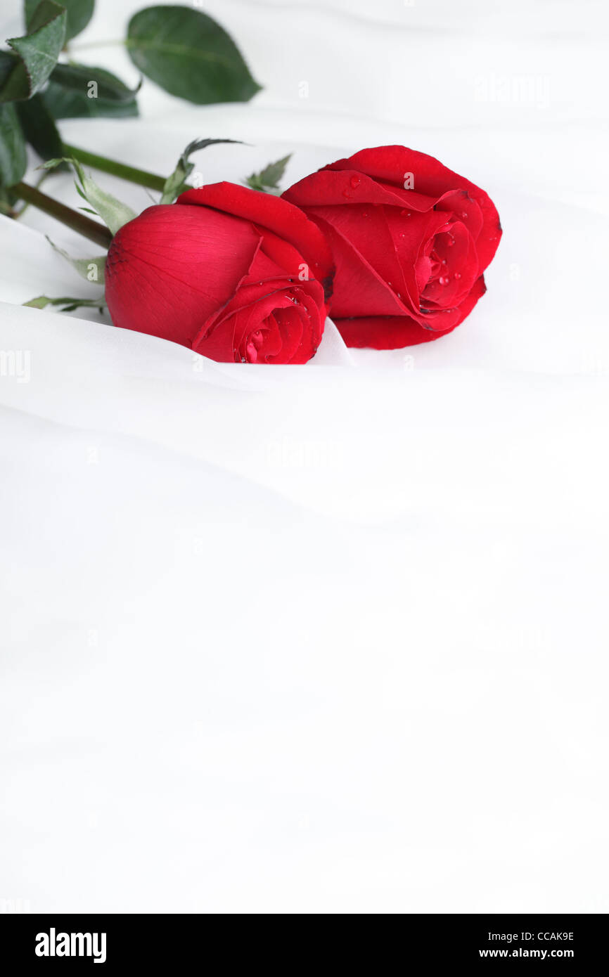Rote rose Blume auf weichem satin, romantische Traditionen. Stockfoto