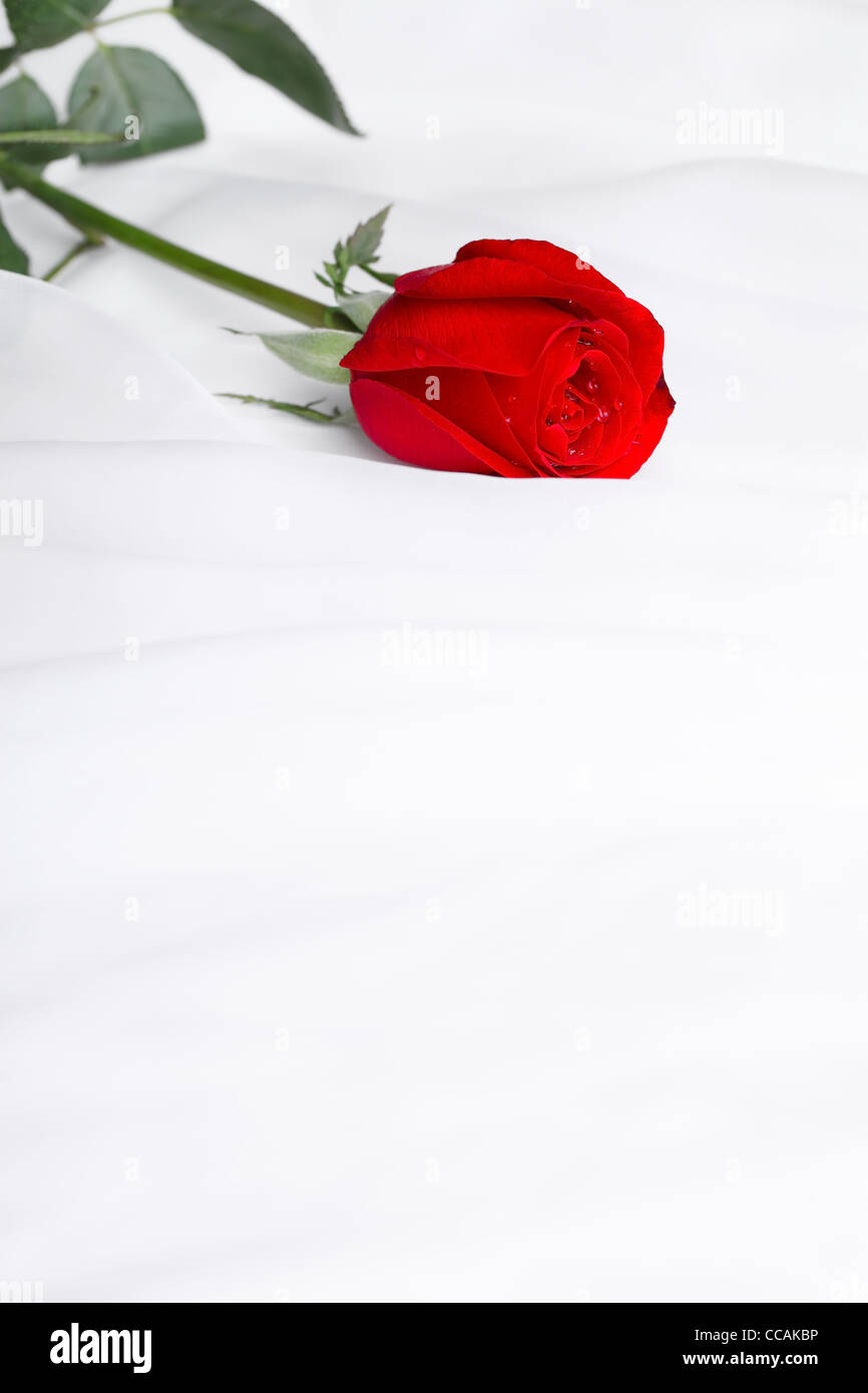 Einzelne rote rose Blume auf weichem satin Stockfoto
