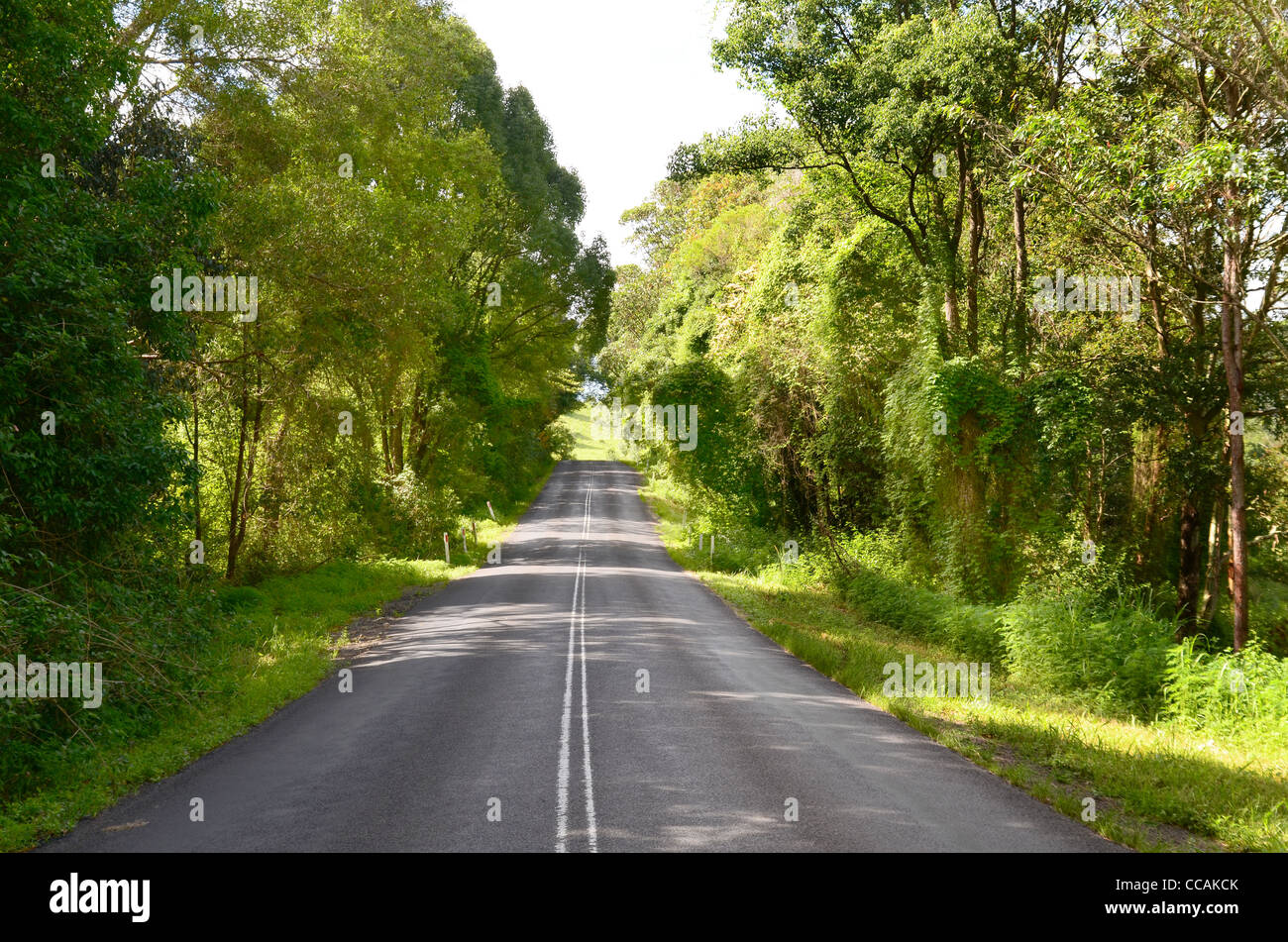 Straße nach Nimbin durch subtropischen Regenwald Stockfoto