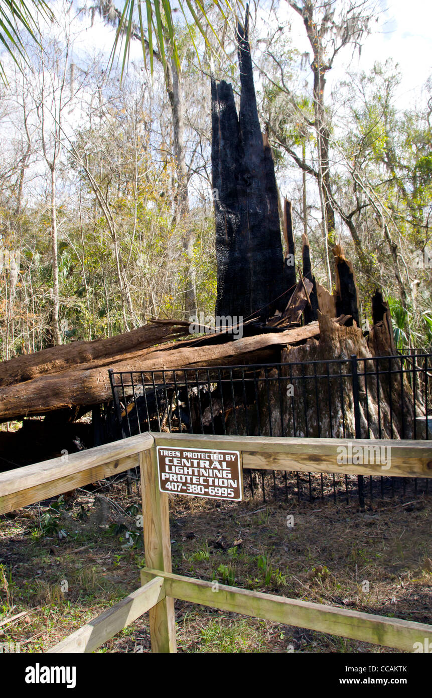 Der Senator Sumpfzypresse brannte Baumstumpf und Blitzschutz unterzeichnen am Big Tree Park, Longwood, FL Stockfoto