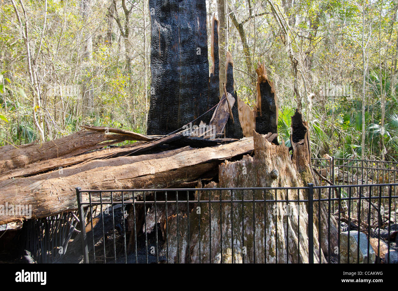 Der Senator brannte Baumstumpf der Welt 5. älteste Baum 16. Januar 2012 durch einen Brand zerstört Stockfoto