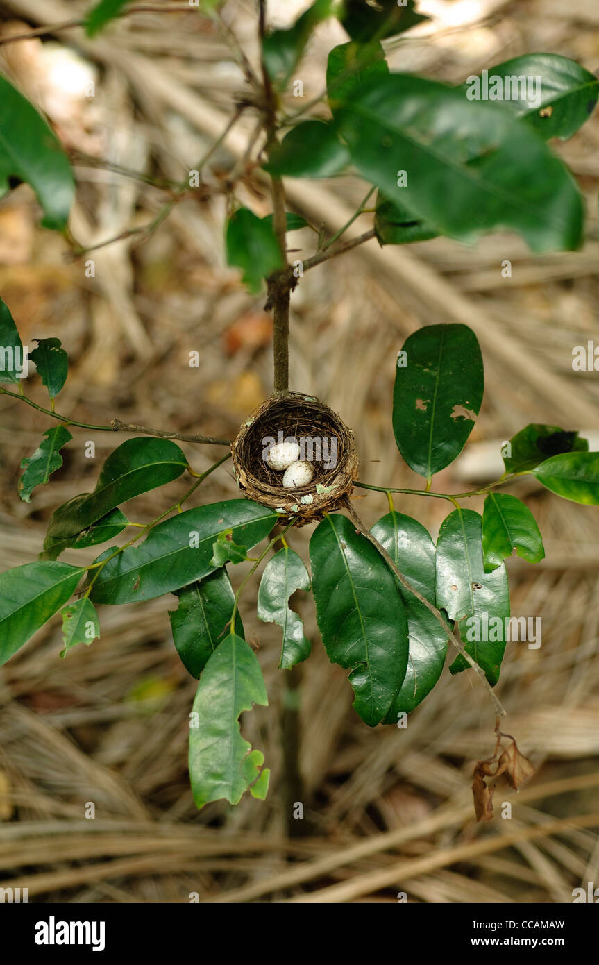 Kleines Nest mit zwei Eiern, in den Busch in der Nähe von Darwin im Northern Territory von Australien. Stockfoto