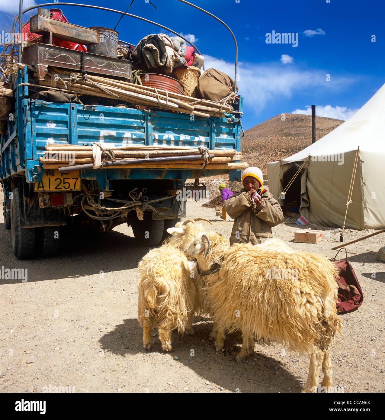 Tibetischen Boy mit Schafen Westtibet Stockfoto