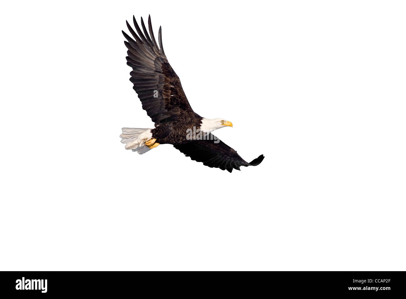 Adler im Flug isoliert auf weiss Stockfoto