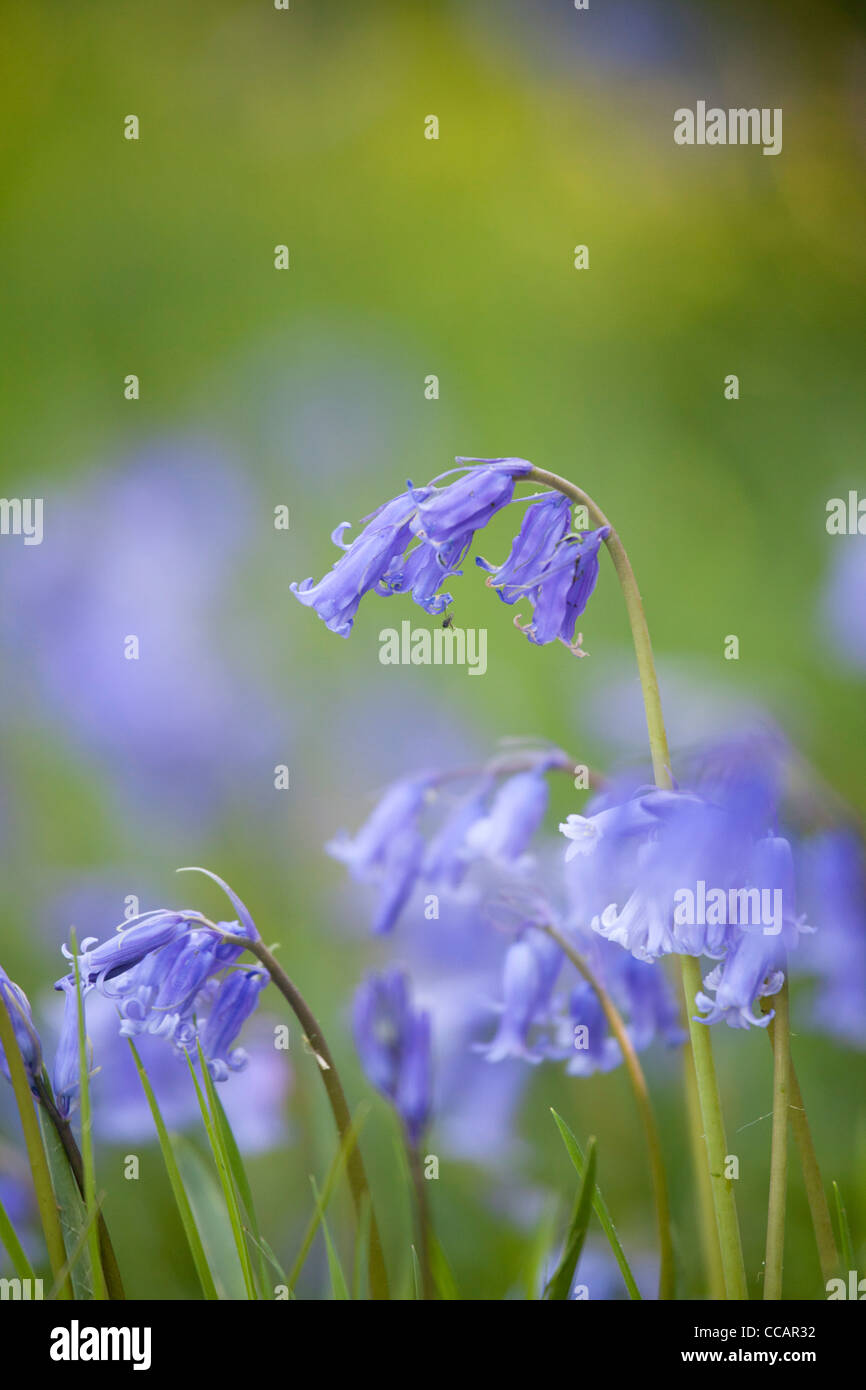 Feder bluebells (hyacinthoides non scripta), County Fermanagh, Nordirland, Großbritannien. Stockfoto