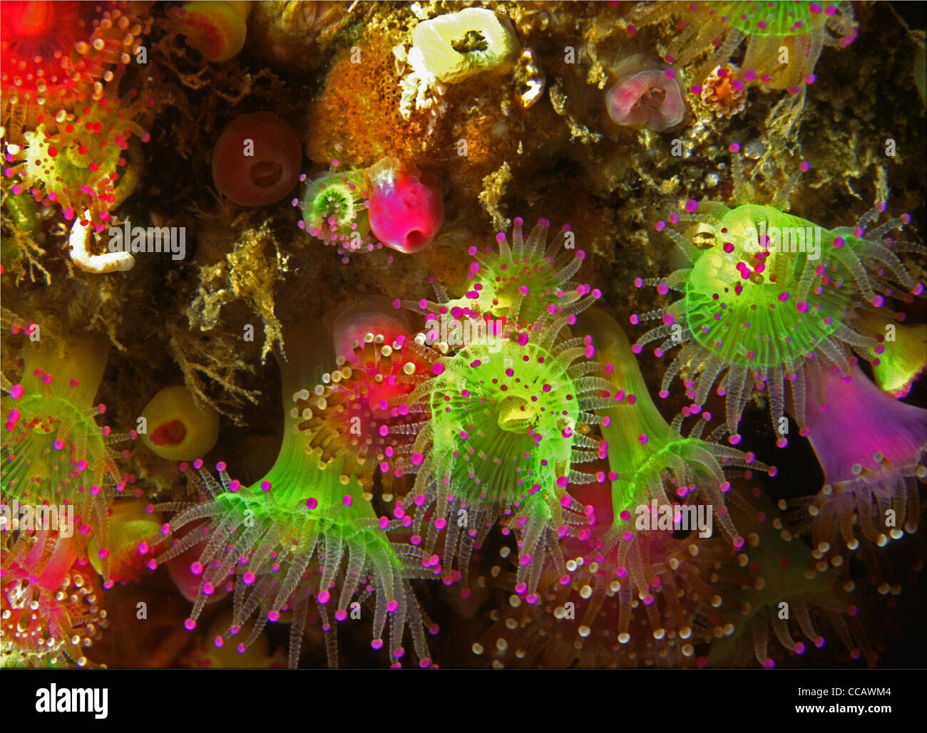 Eine Wand aus Juwel Anemonen, Corynactis Viridis, am Riff Eddystone, 12 Meilen von Plymouth Sound, Sourhwest England Stockfoto