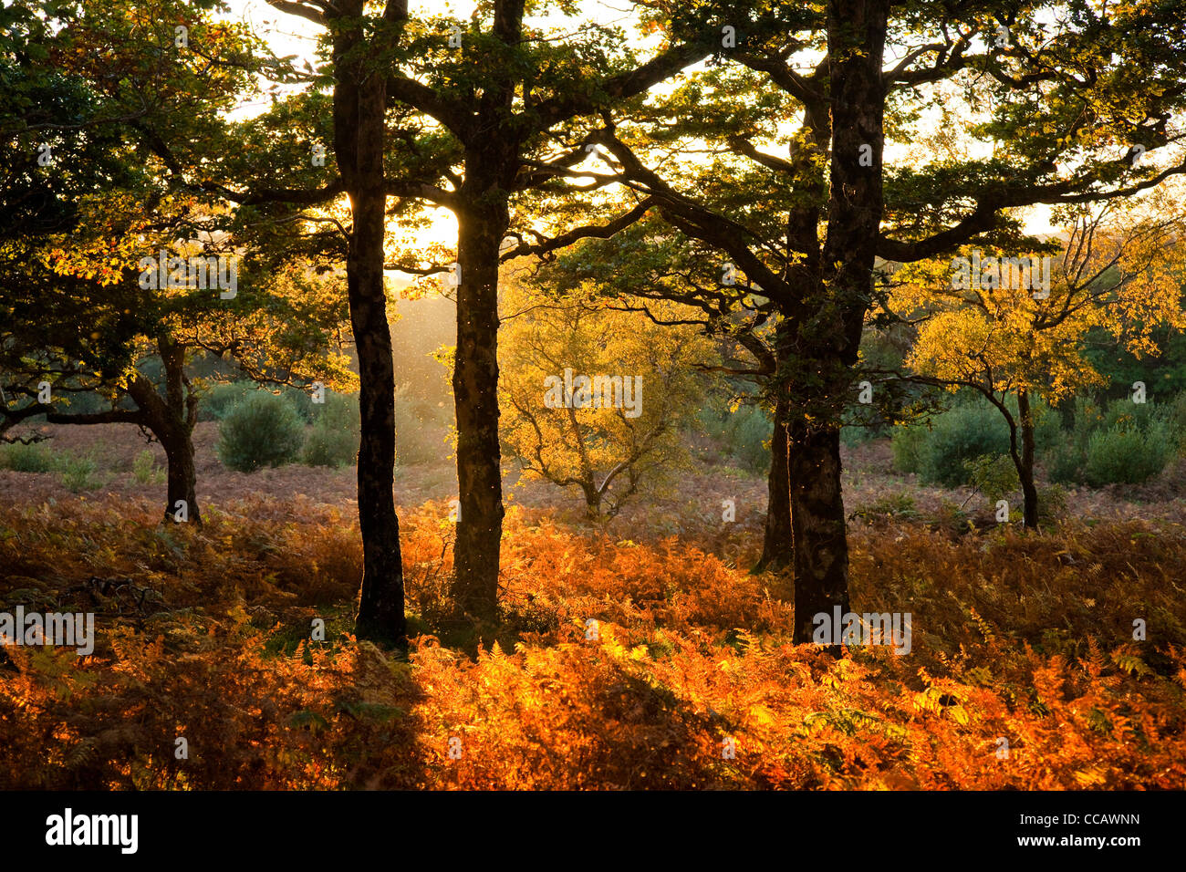 Abendlicht auf Herbst Eichenholz, Erriff Woods, County Mayo, Irland. Stockfoto