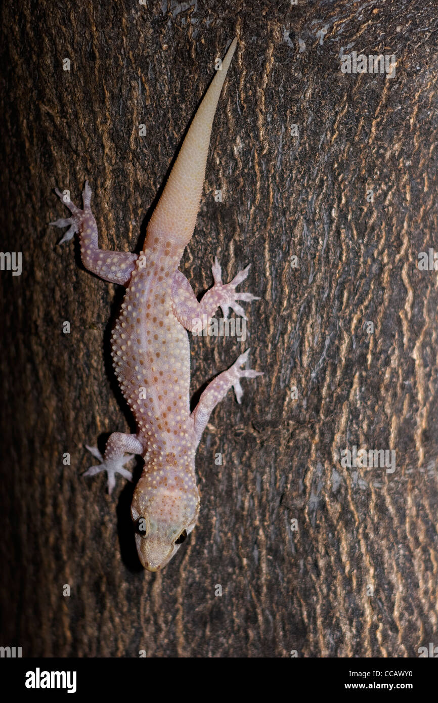 Türkische Gecko (Hemidactylus Turcicus) Stockfoto