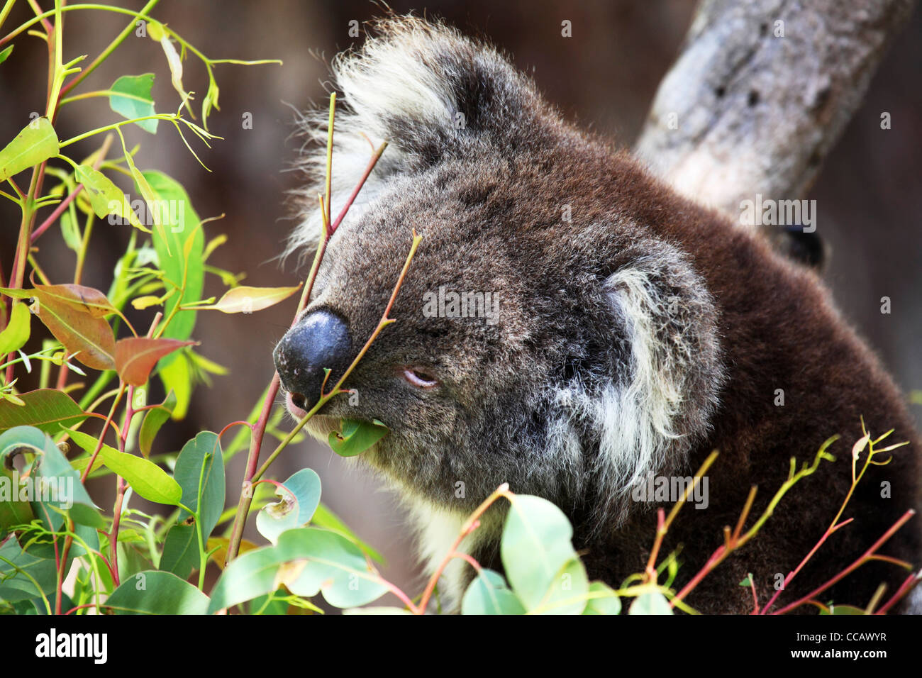 Ein Koala (Phascolarctos Cinereus) ernährt sich von EukalyptusBlätter