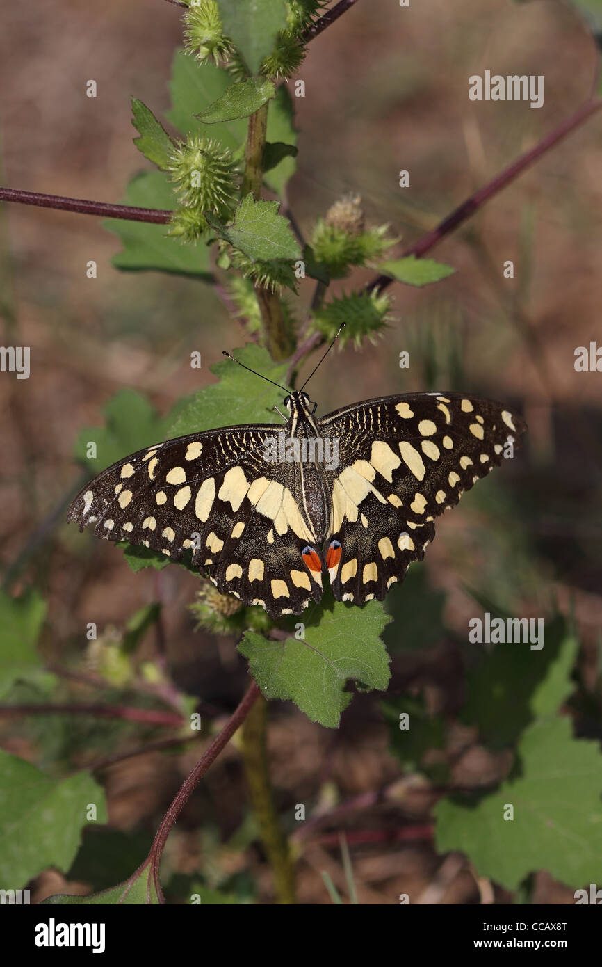 Kalk-Schmetterling (Papilio Demoleus) Stockfoto