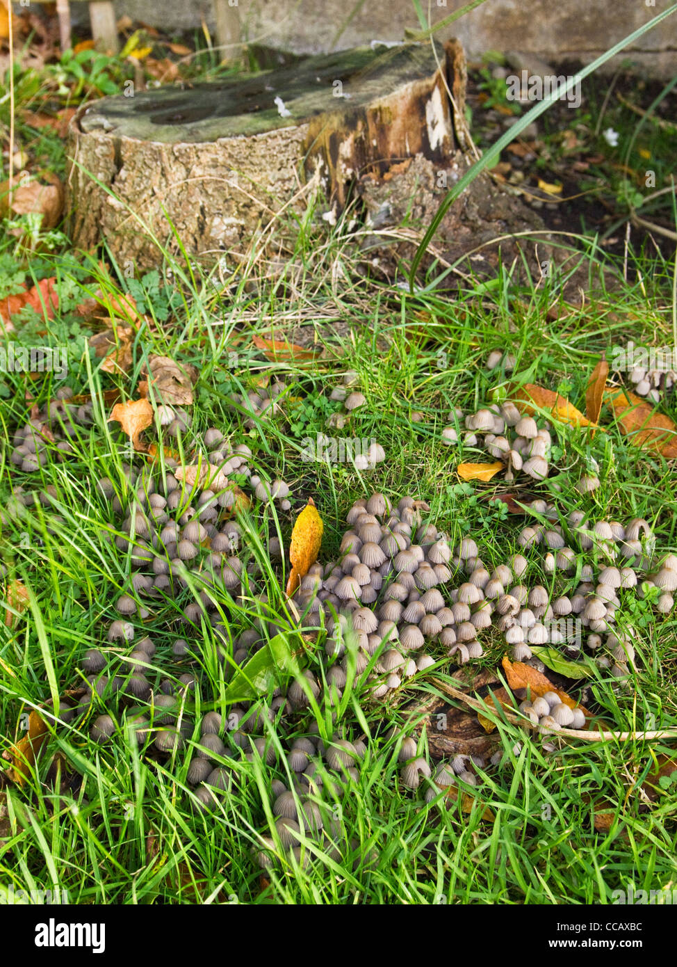 Kleine Fliegenpilze in einem Rasen mit Ursprung in den unterirdischen Wurzeln eines gefällten Baumes. Stockfoto